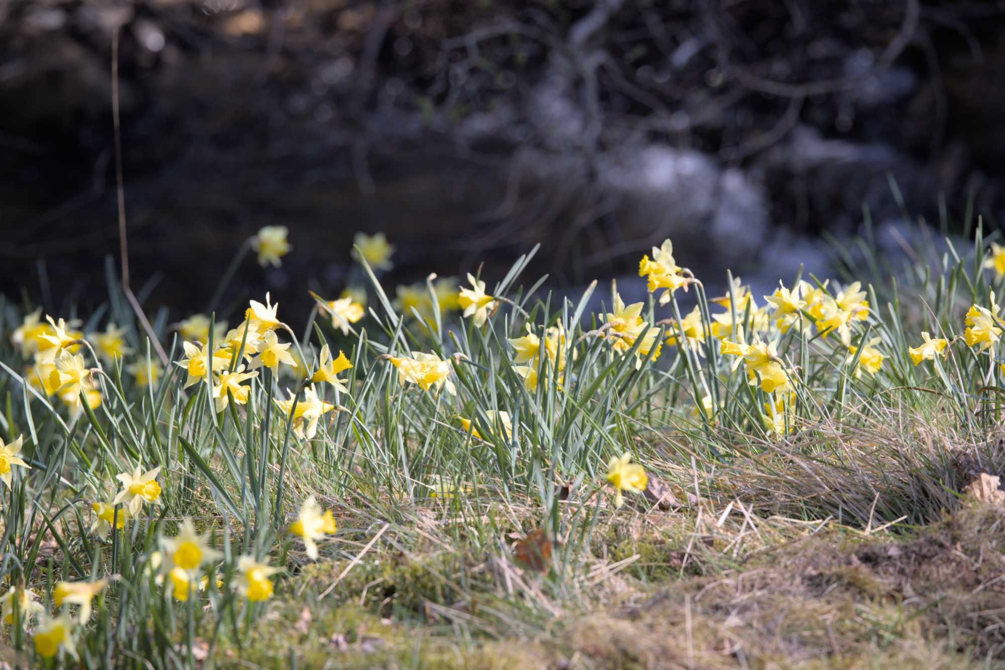 Gelbe Narzisse s.s. (Narcissus pseudonarcissus subsp. pseudonarcissus), Lokation: Deutschland | Nordrhein-Westfalen | Aachen | Monschau Kategorien: Vegetation, Familie: Amaryllidaceae (Narzissengewächse ), Datum: 28.04.2022
