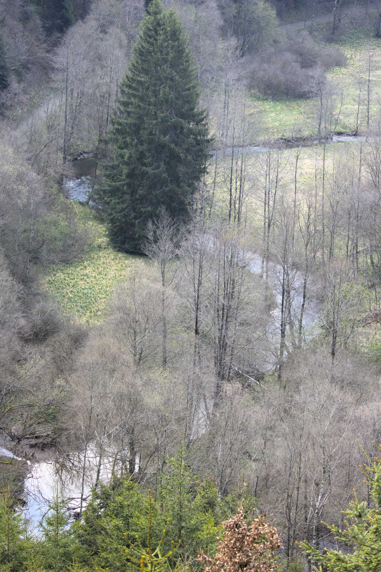 Lokation: Deutschland | Nordrhein-Westfalen | Aachen | Monschau Kategorien: Bach, Datum: 28.04.2022