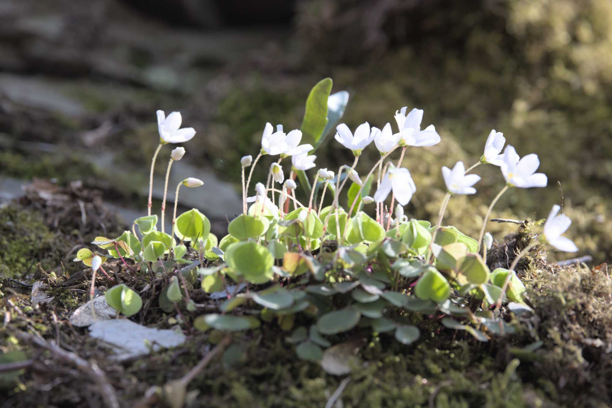 Wald-Sauerklee (Oxalis acetosella), Lokation: Deutschland | Nordrhein-Westfalen | Aachen | Monschau Kategorien: Habitus, Familie: Oxalidaceae (Sauerkleegewächse ), Datum: 28.04.2022