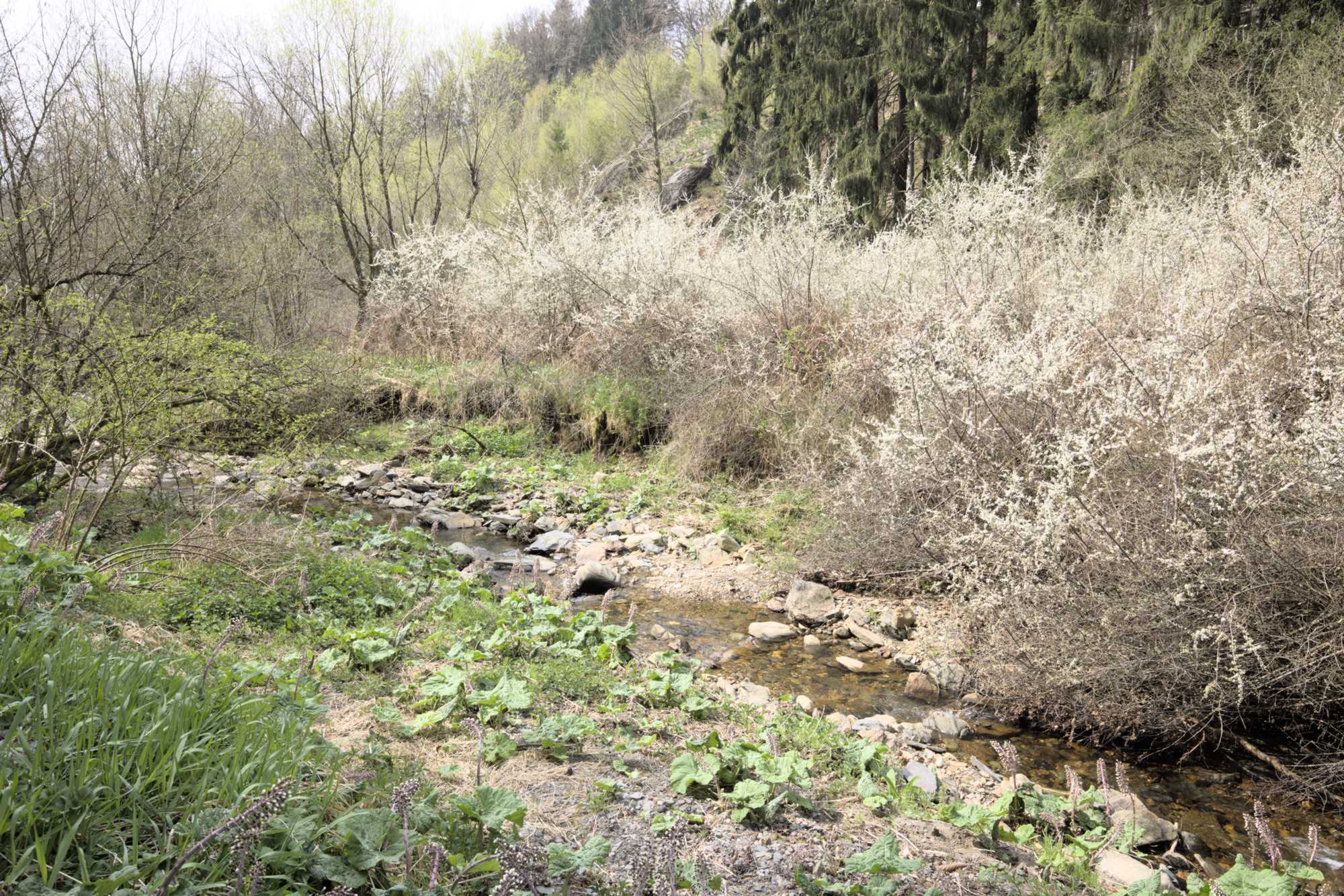 Lokation: Deutschland | Nordrhein-Westfalen | Aachen | Monschau Kategorien: Bach, Datum: 29.04.2022