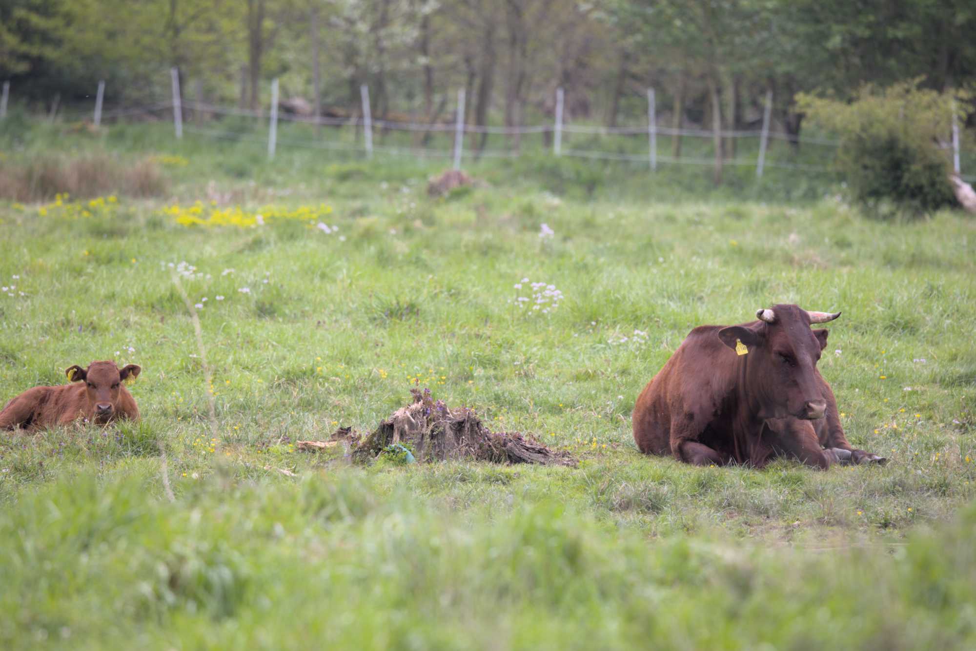 Lokation: Deutschland | Nordrhein-Westfalen | Düren | Jülich Kategorien: Beweidung, Datum: 01.05.2022