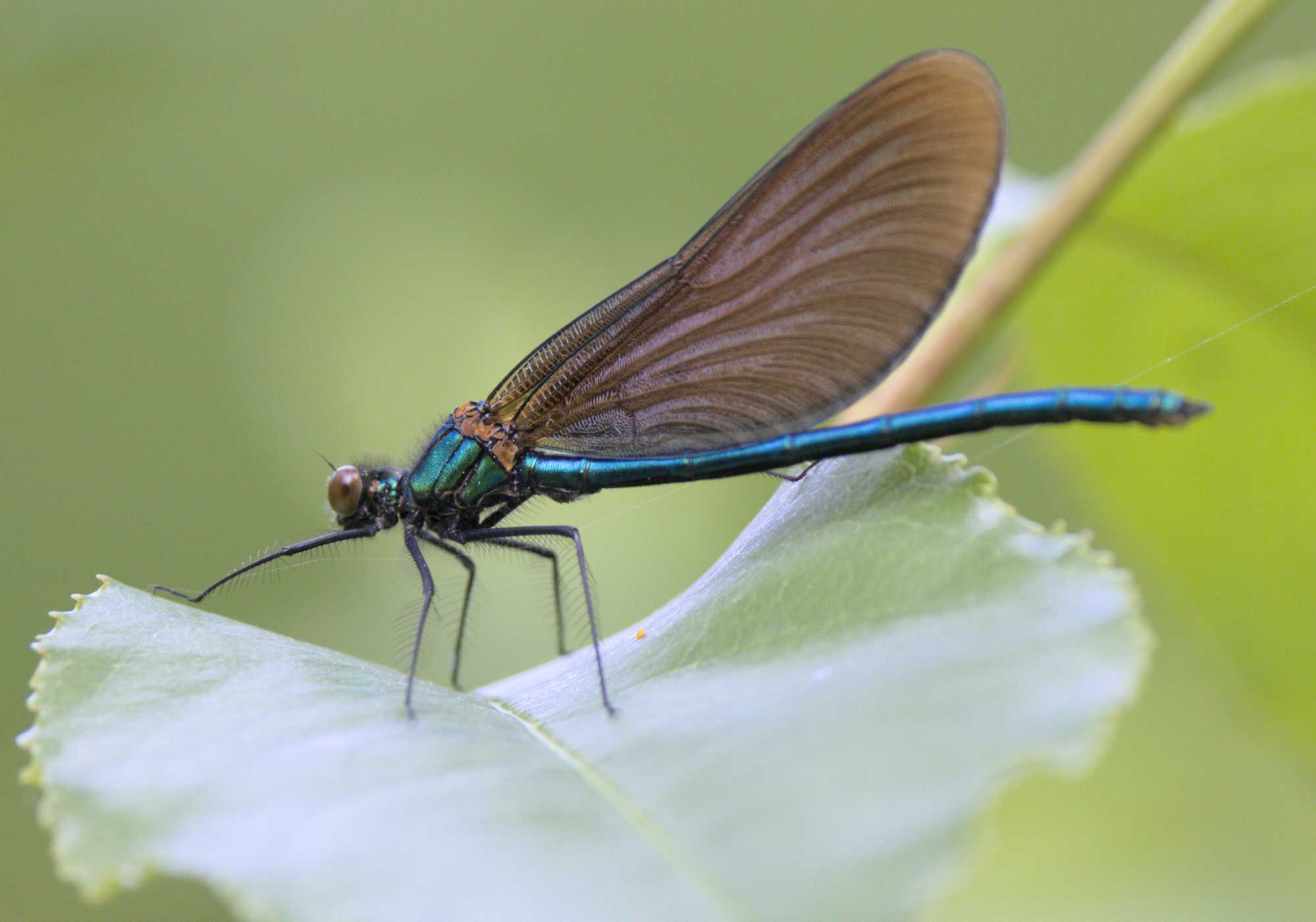 Blauflügel-Prachtlibelle (Calopteryx virgo), Lokation: Deutschland | Nordrhein-Westfalen | Heinsberg | Wassenberg Kategorien: Libellen, Familie: Calopterygidae (Prachtlibellen), Datum: 12.05.2022