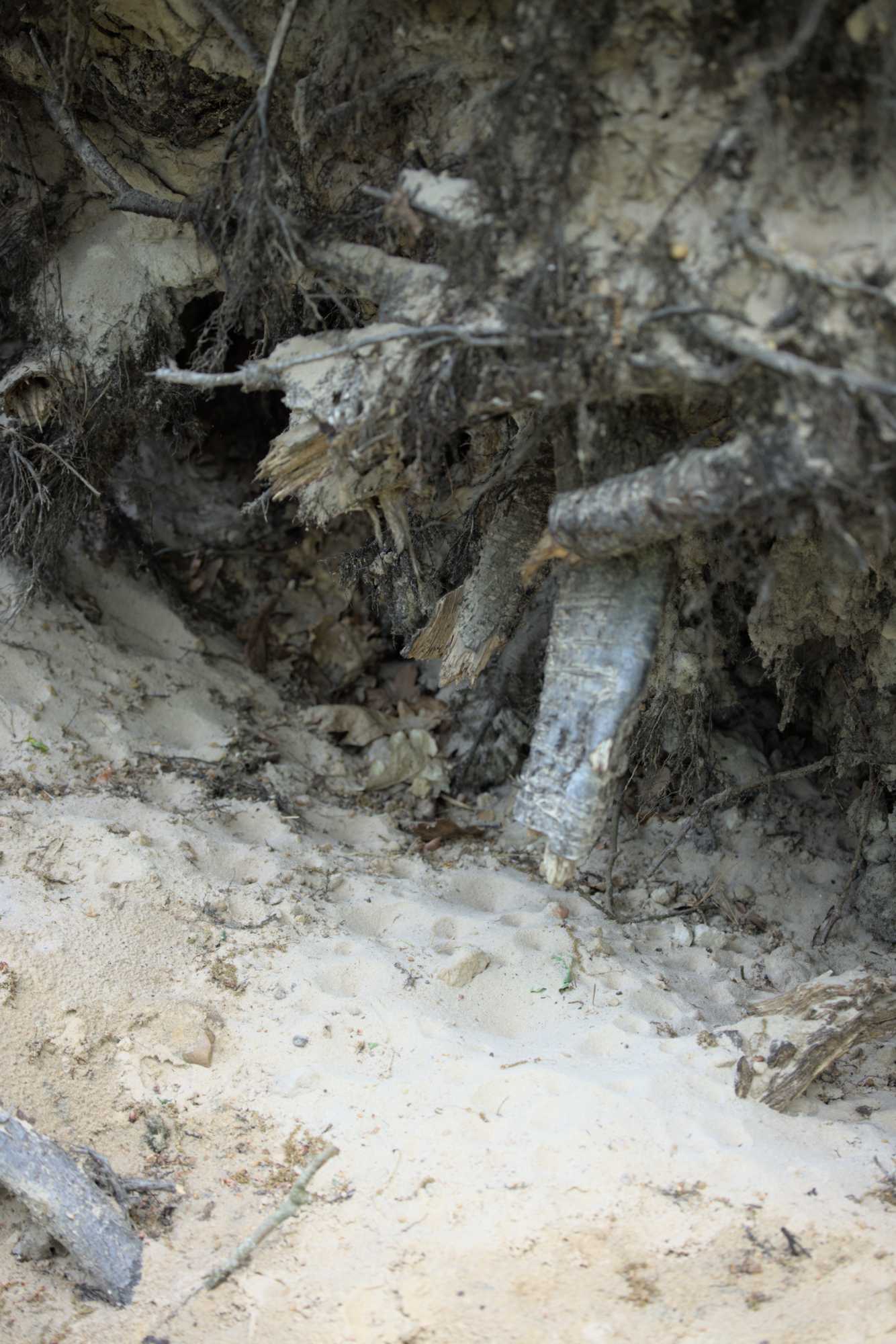 Lokation: Niederlande | Limburg | Roerdalen | Vlodrop Kategorien: Insekten, Datum: 12.05.2022