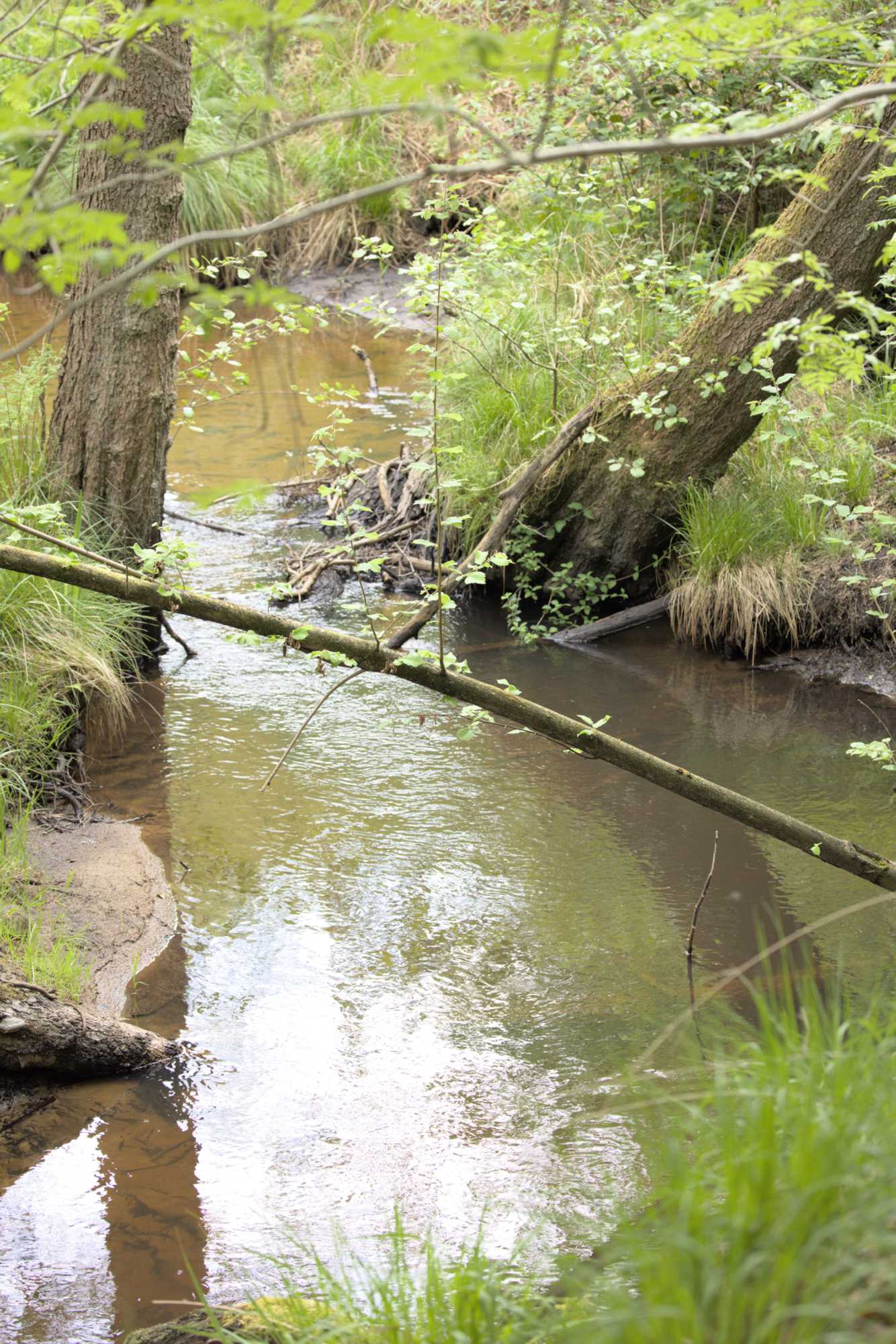 Lokation: Deutschland | Nordrhein-Westfalen | Heinsberg | Wassenberg Kategorien: Bach, Datum: 12.05.2022