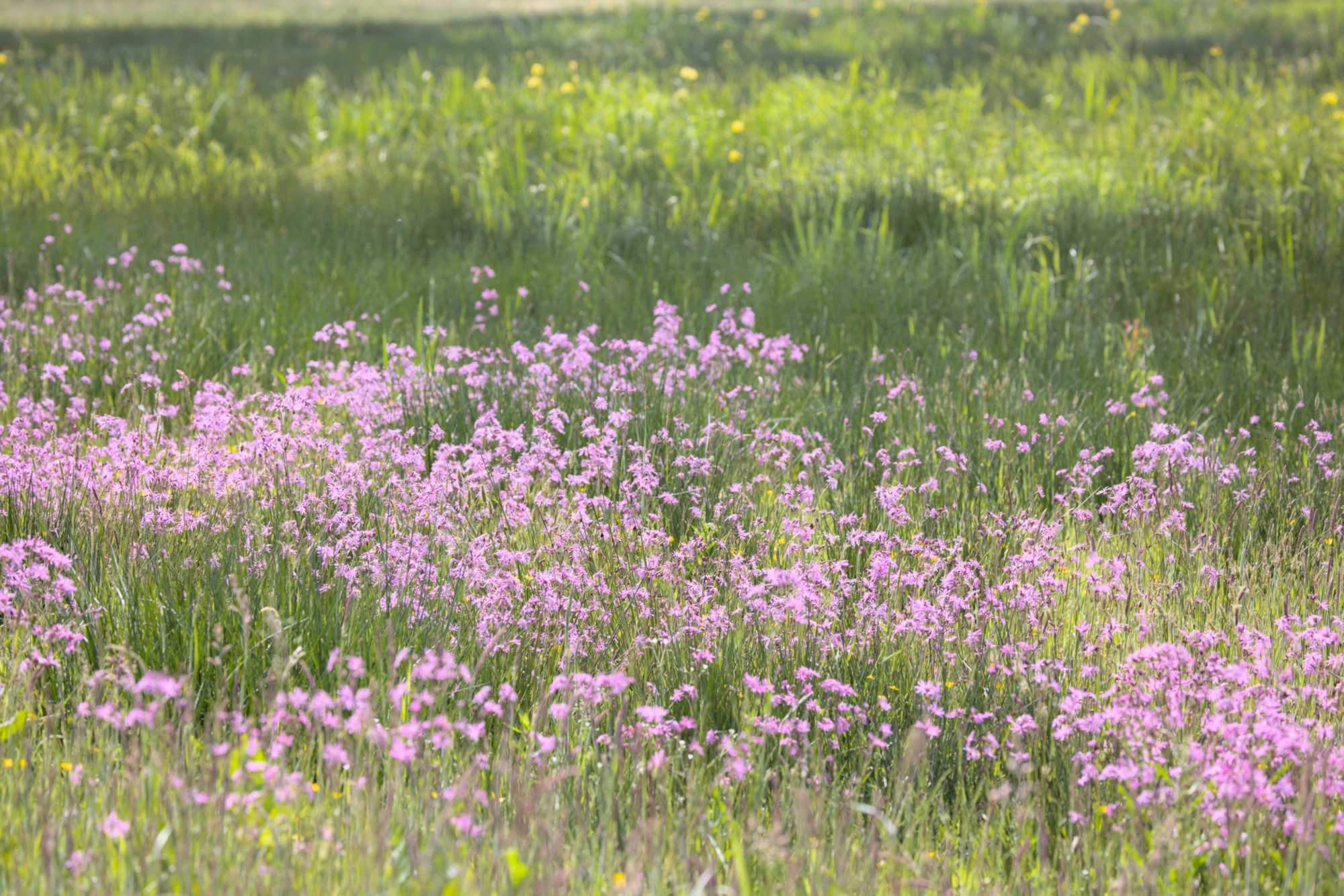 Lokation: Niederlande | Limburg | Roerdalen | Vlodrop Kategorien: Wiese, Datum: 14.05.2022