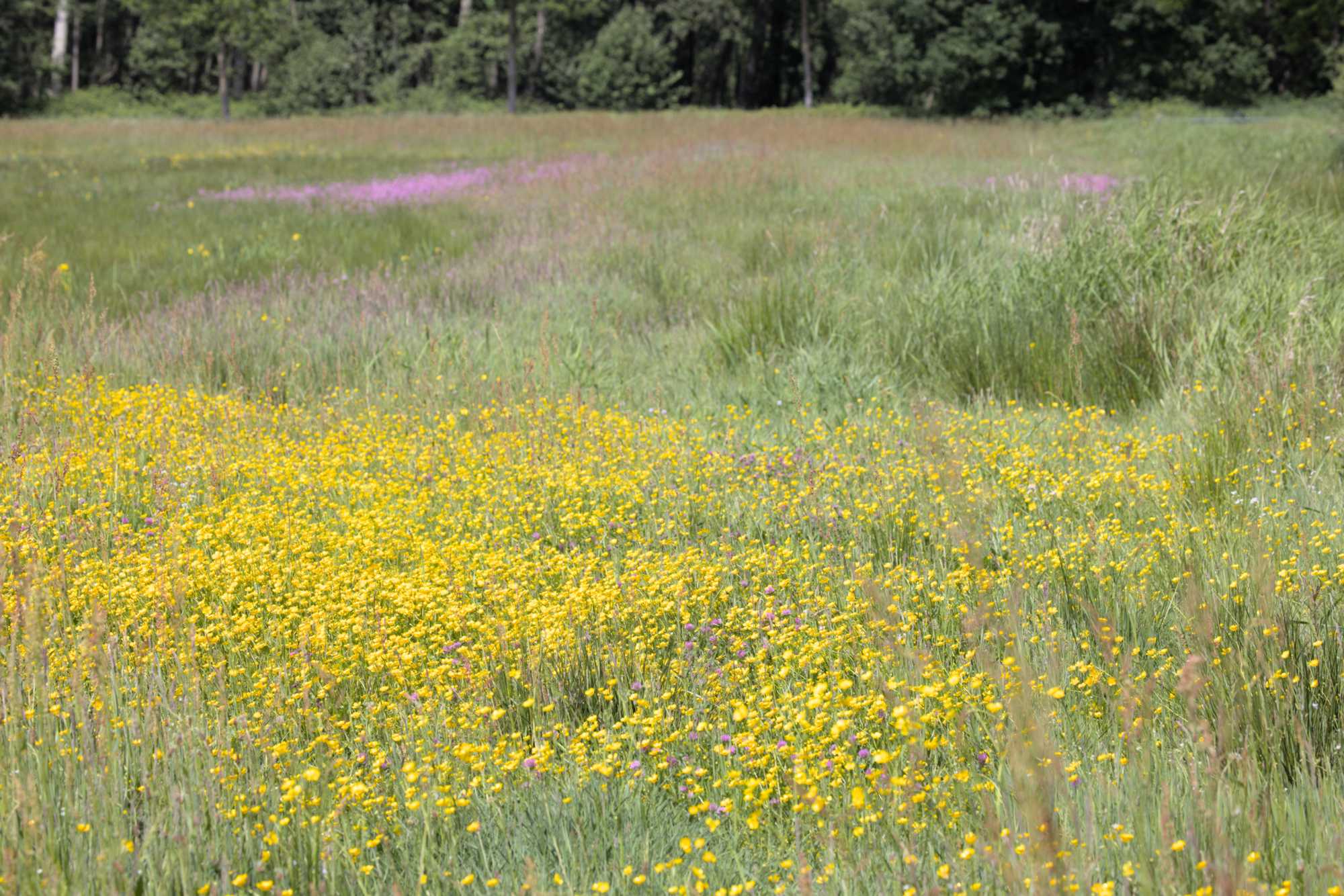 Lokation: Niederlande | Limburg | Roerdalen | Vlodrop Kategorien: Wiese, Datum: 14.05.2022