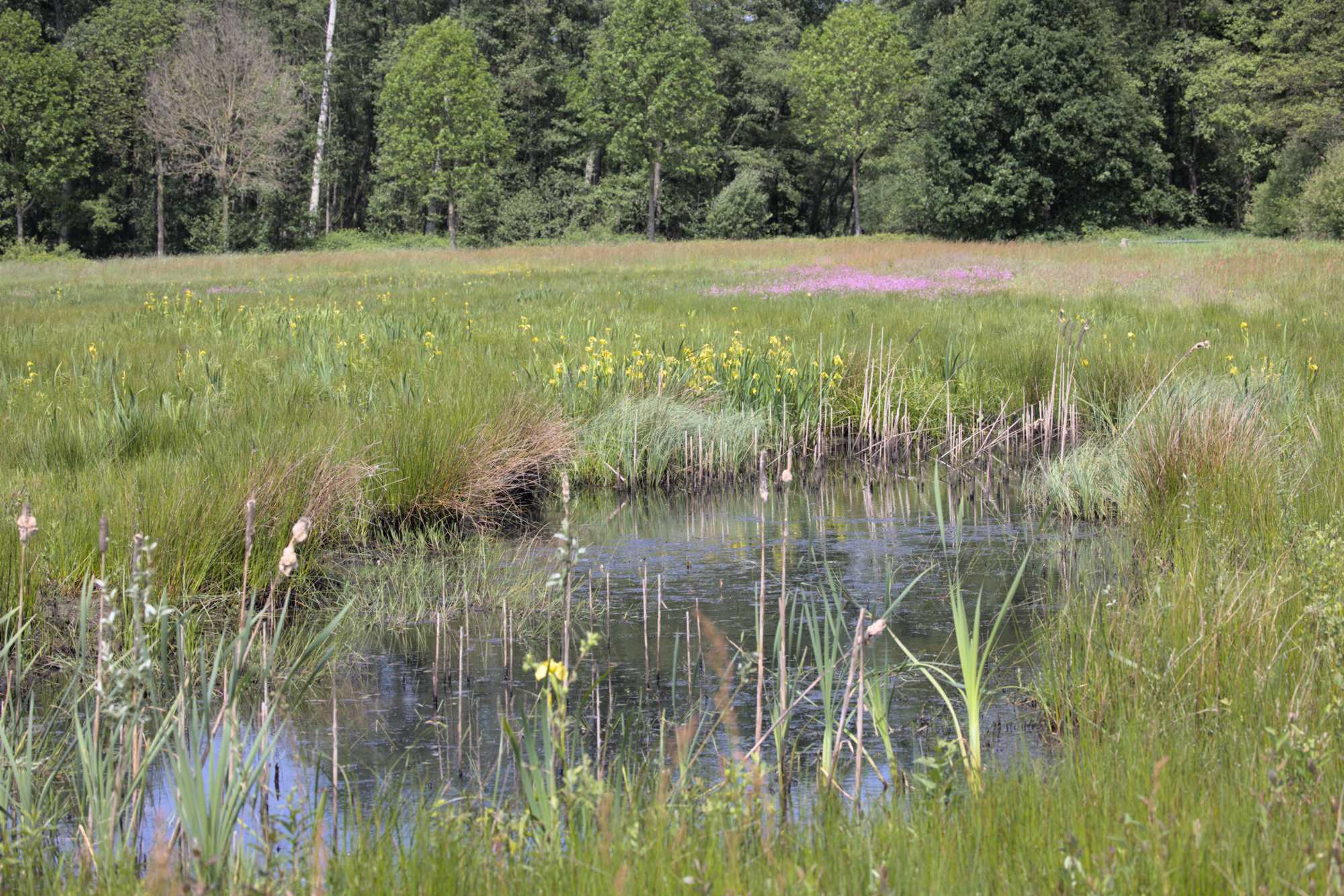 Lokation: Niederlande | Limburg | Roerdalen | Vlodrop Kategorien: Aue, Datum: 14.05.2022