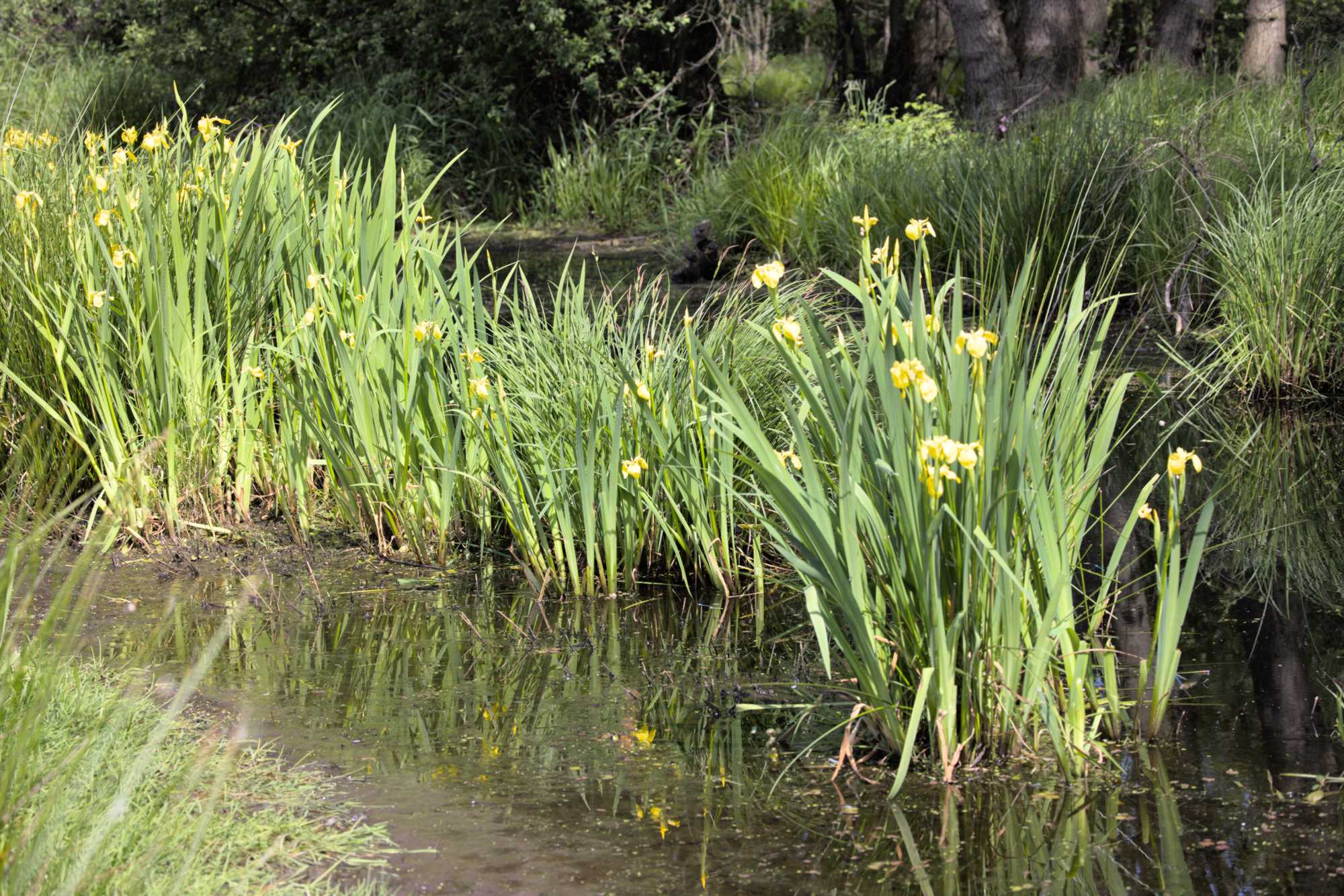 Lokation: Niederlande | Limburg | Roerdalen | Vlodrop Kategorien: Aue, Datum: 14.05.2022