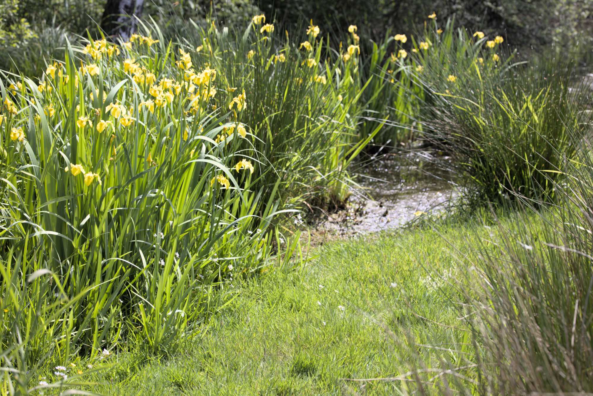 Lokation: Niederlande | Limburg | Roerdalen | Vlodrop Kategorien: Aue, Datum: 14.05.2022