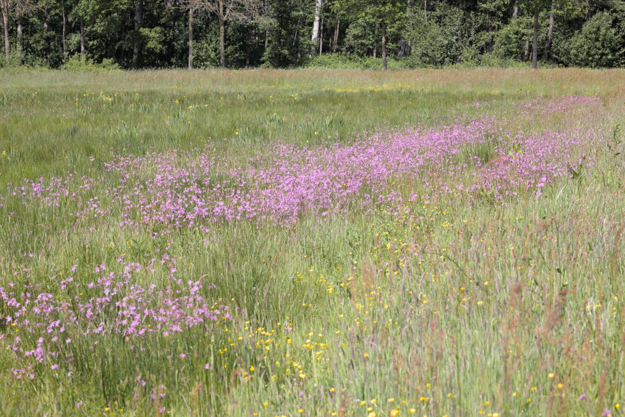 Lokation: Niederlande | Limburg | Roerdalen | Vlodrop Kategorien: Wiese, Datum: 14.05.2022