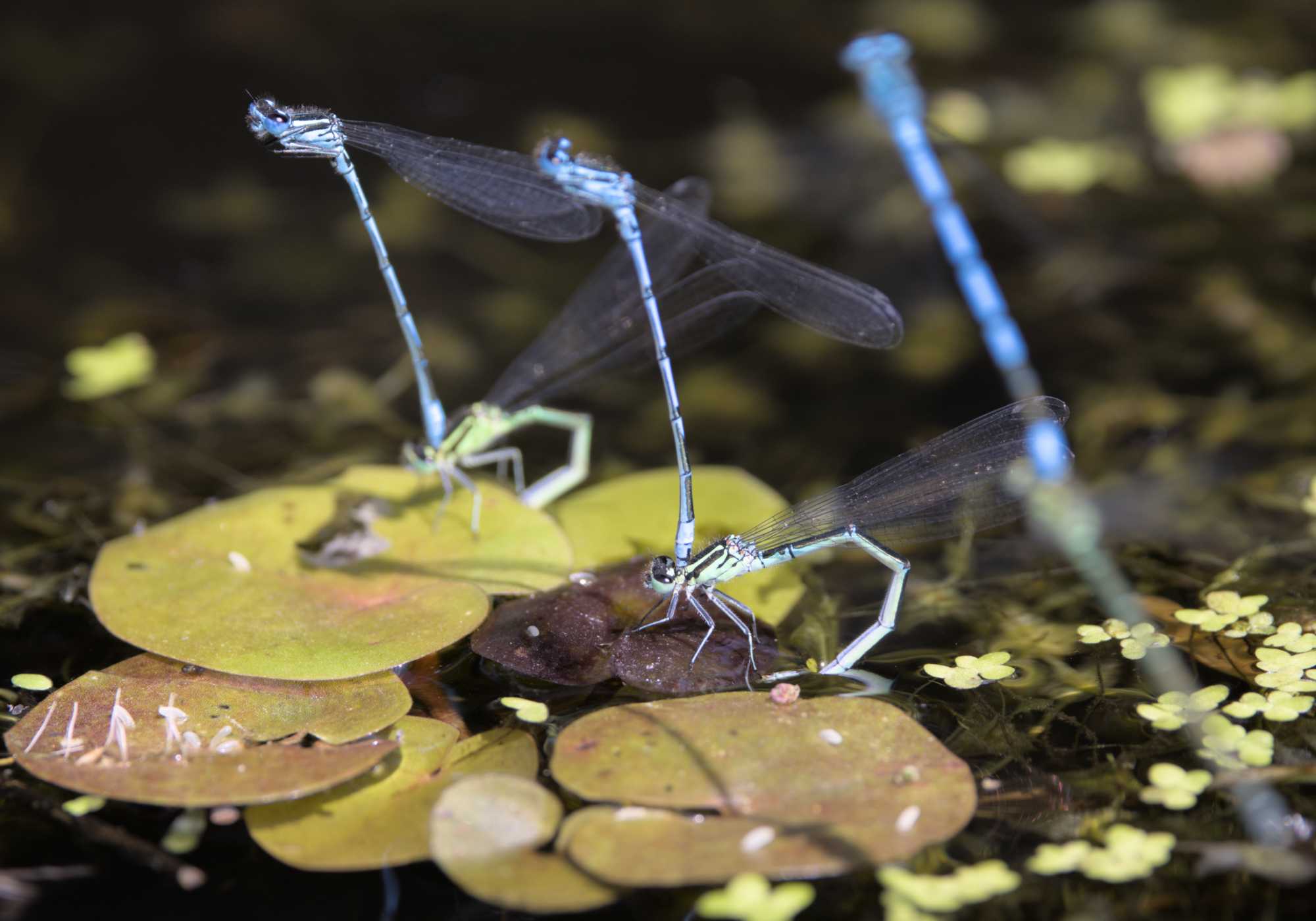 Hufeisen-Azurjungfer (Coenagrion puella), Lokation: Niederlande | Limburg | Roerdalen | Vlodrop Kategorien: Libellen, Familie: Coenagrionidae (Schlanklibellen), Datum: 14.05.2022