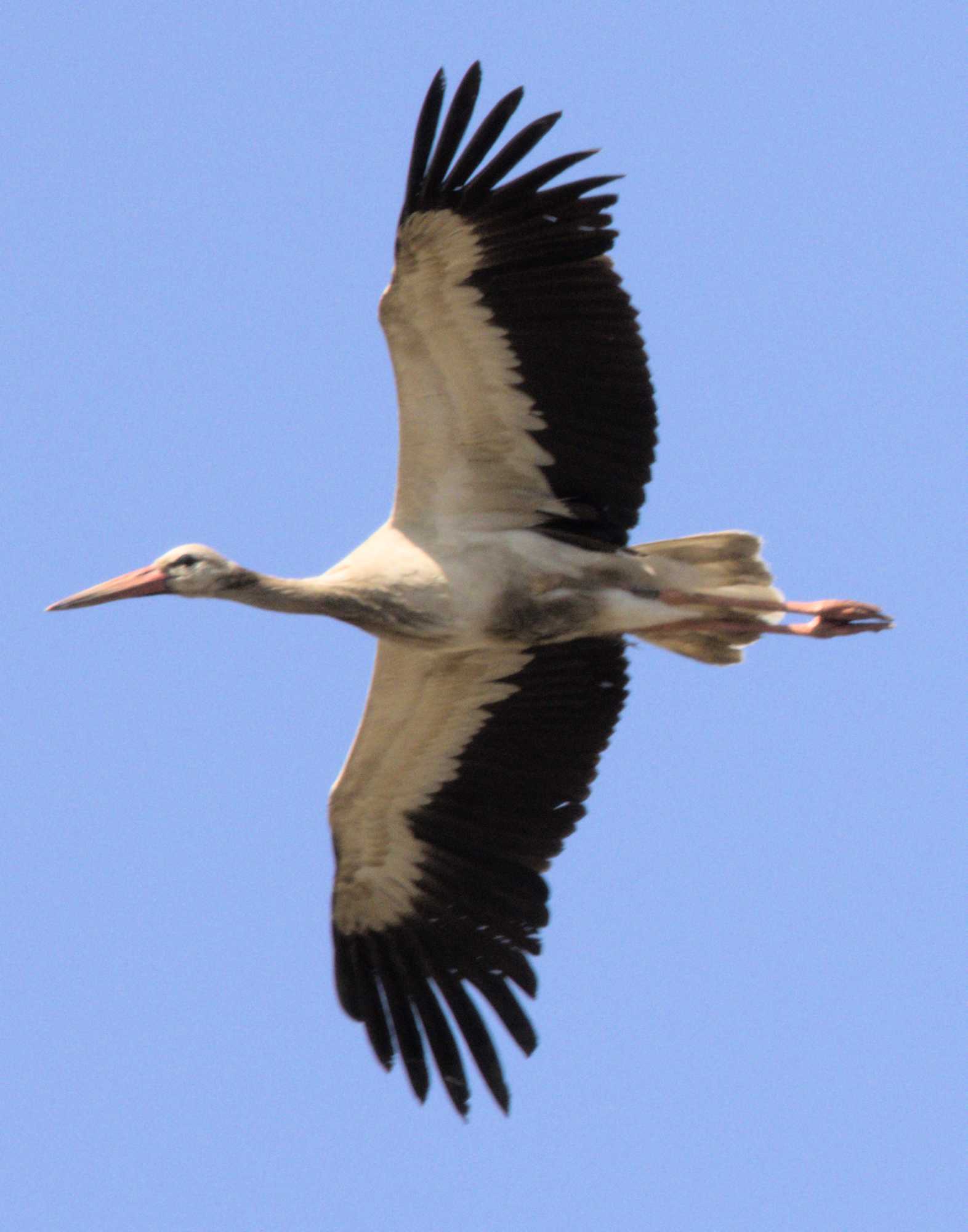 Lokation: Niederlande | Limburg | Bergen | Nationalpark Maasdünen Kategorien: Vögel, Datum: 15.05.2022