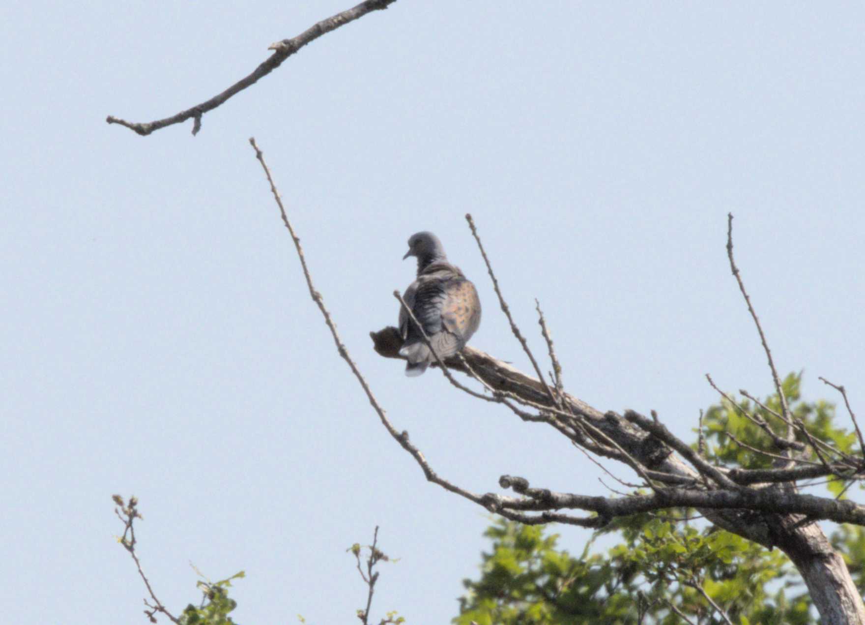Lokation: Niederlande | Limburg | Bergen | Nationalpark Maasdünen Kategorien: Vögel, Datum: 15.05.2022