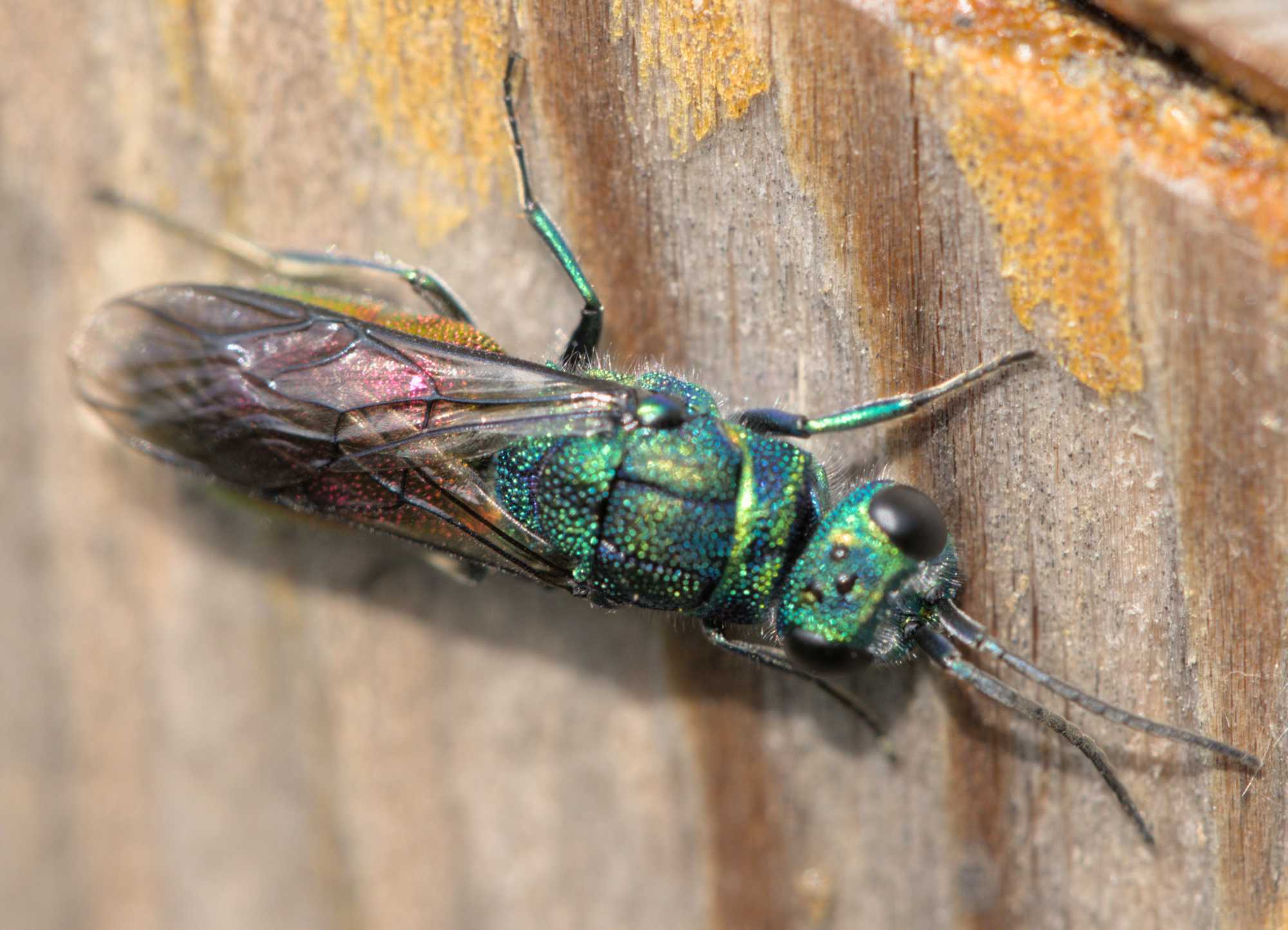 Chrysis spec. (Chrysis spec.), Lokation: Deutschland | Nordrhein-Westfalen | Heinsberg | Wassenberg Kategorien: Insekten, Familie: Chrysididae (Goldwespen), Datum: 22.05.2022
