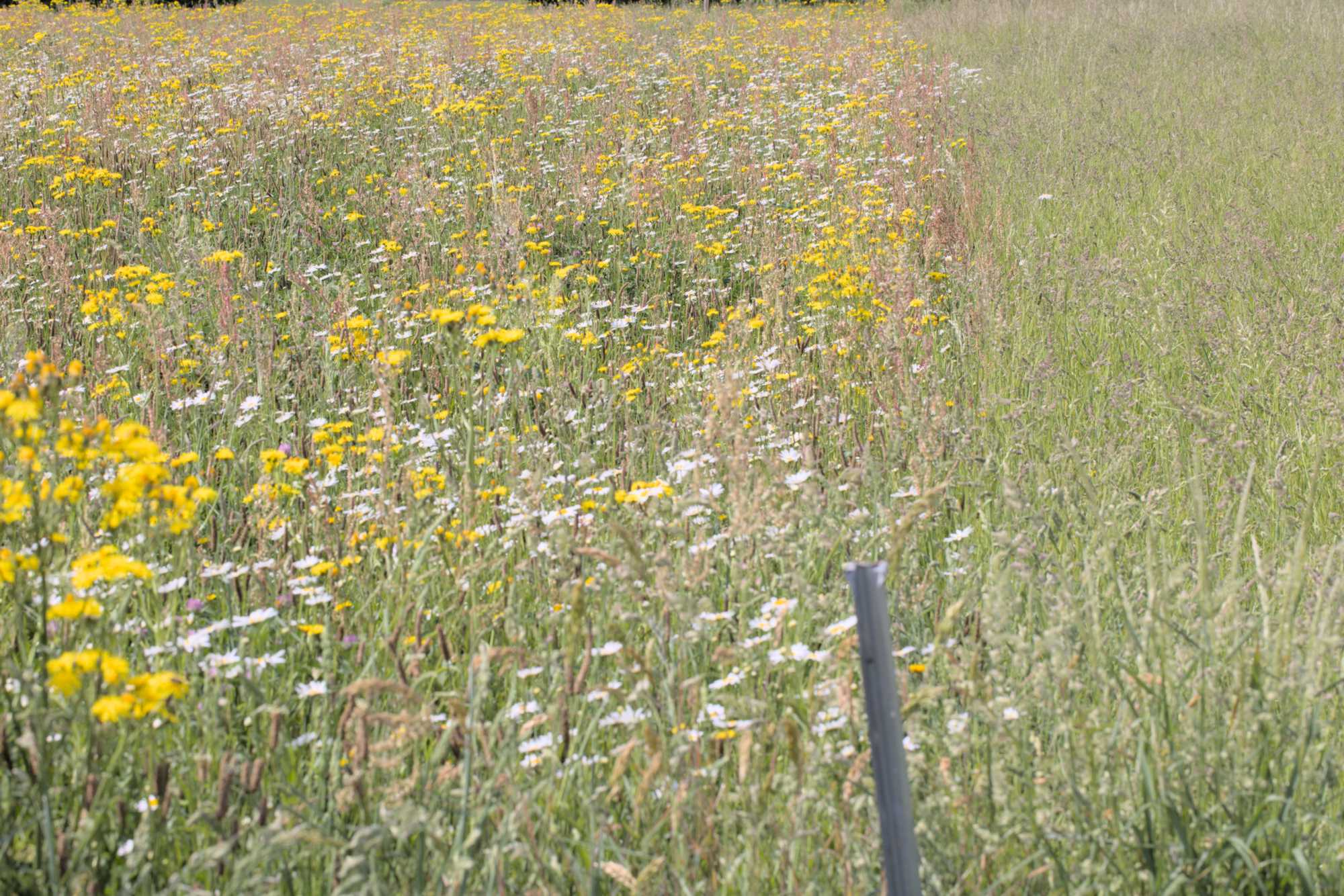 Lokation: Deutschland | Nordrhein-Westfalen | Heinsberg | Heinsberg Kategorien: Wiese, Datum: 22.05.2022