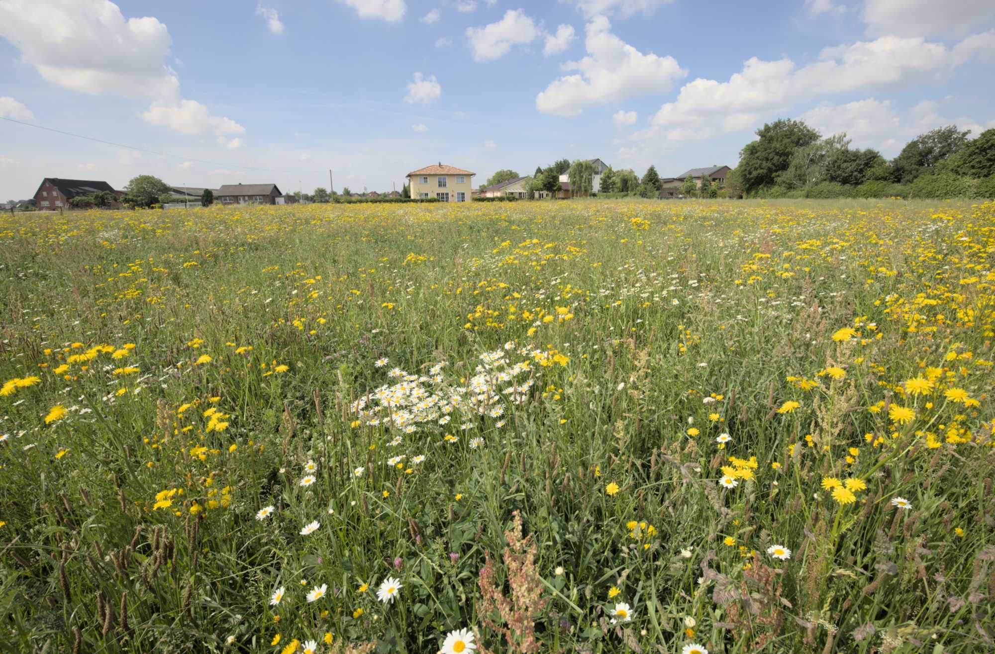Lokation: Deutschland | Nordrhein-Westfalen | Heinsberg | Heinsberg Kategorien: Wiese, Datum: 22.05.2022