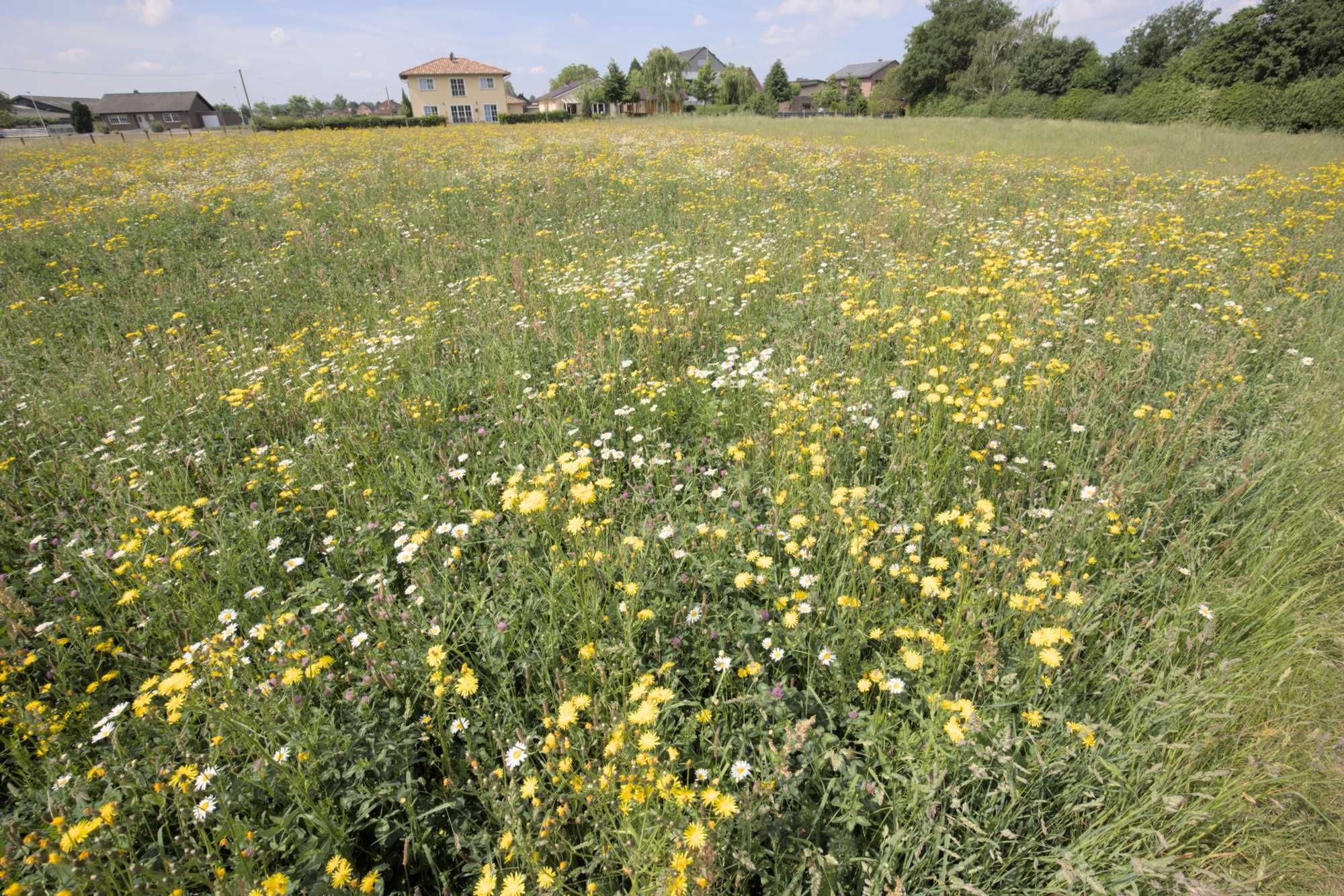 Lokation: Deutschland | Nordrhein-Westfalen | Heinsberg | Heinsberg Kategorien: Wiese, Datum: 22.05.2022