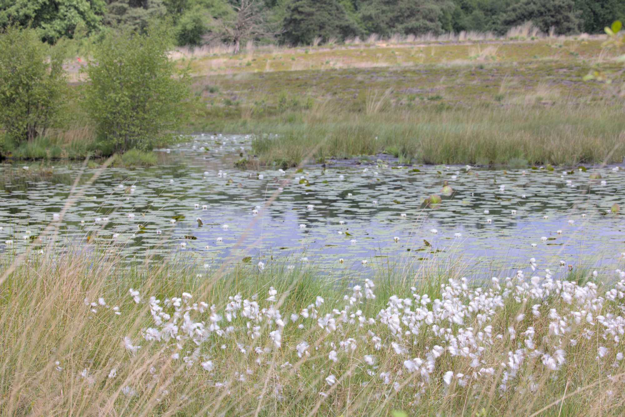 Lokation: Niederlande | Limburg | Roerdalen | Herkenbosch Kategorien: See, Datum: 26.05.2022