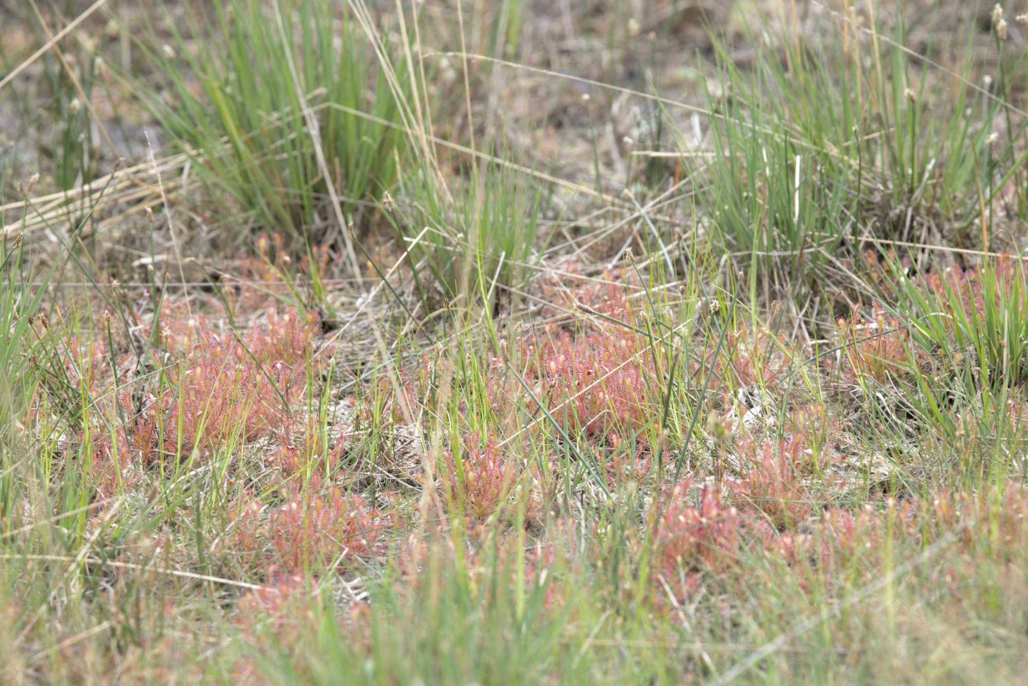 Lokation: Niederlande | Limburg | Roerdalen | Herkenbosch Kategorien: Vegetation, Datum: 26.05.2022