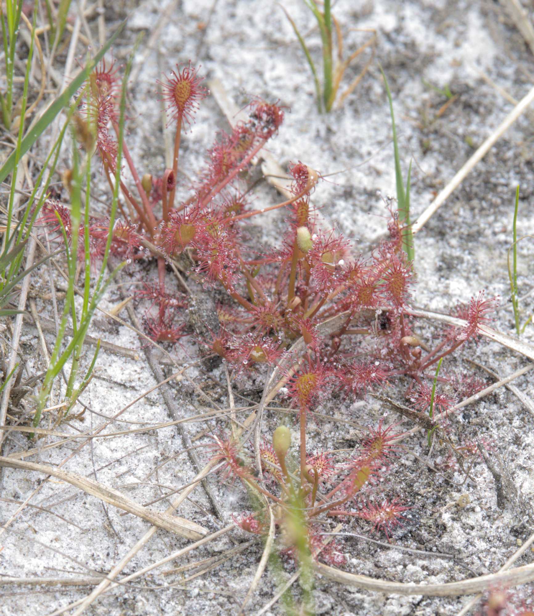 Lokation: Niederlande | Limburg | Roerdalen | Herkenbosch Kategorien: Habitus, Datum: 26.05.2022