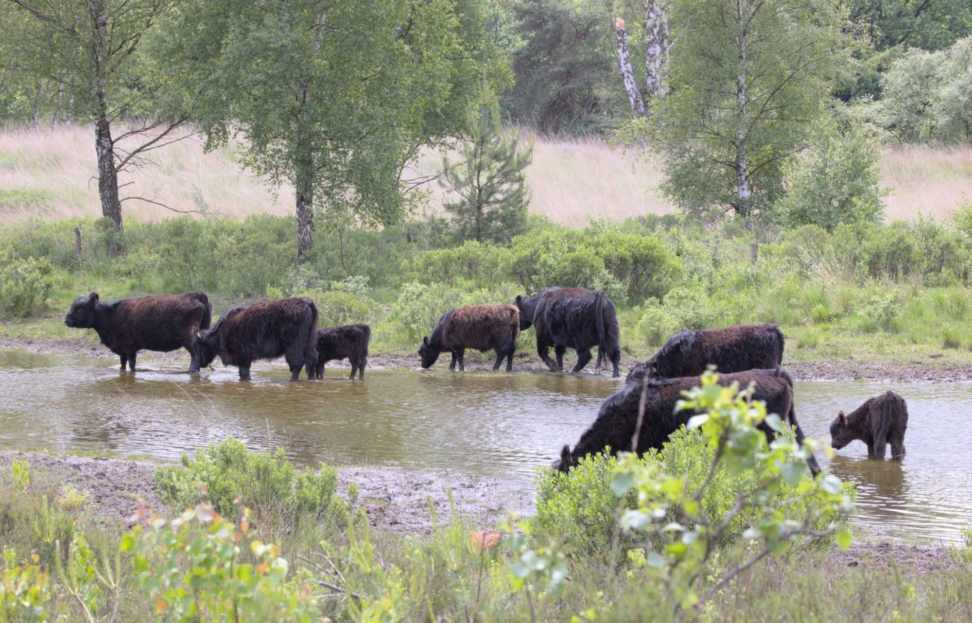 Lokation: Niederlande | Limburg | Roerdalen | Herkenbosch Kategorien: Beweidung, Datum: 26.05.2022
