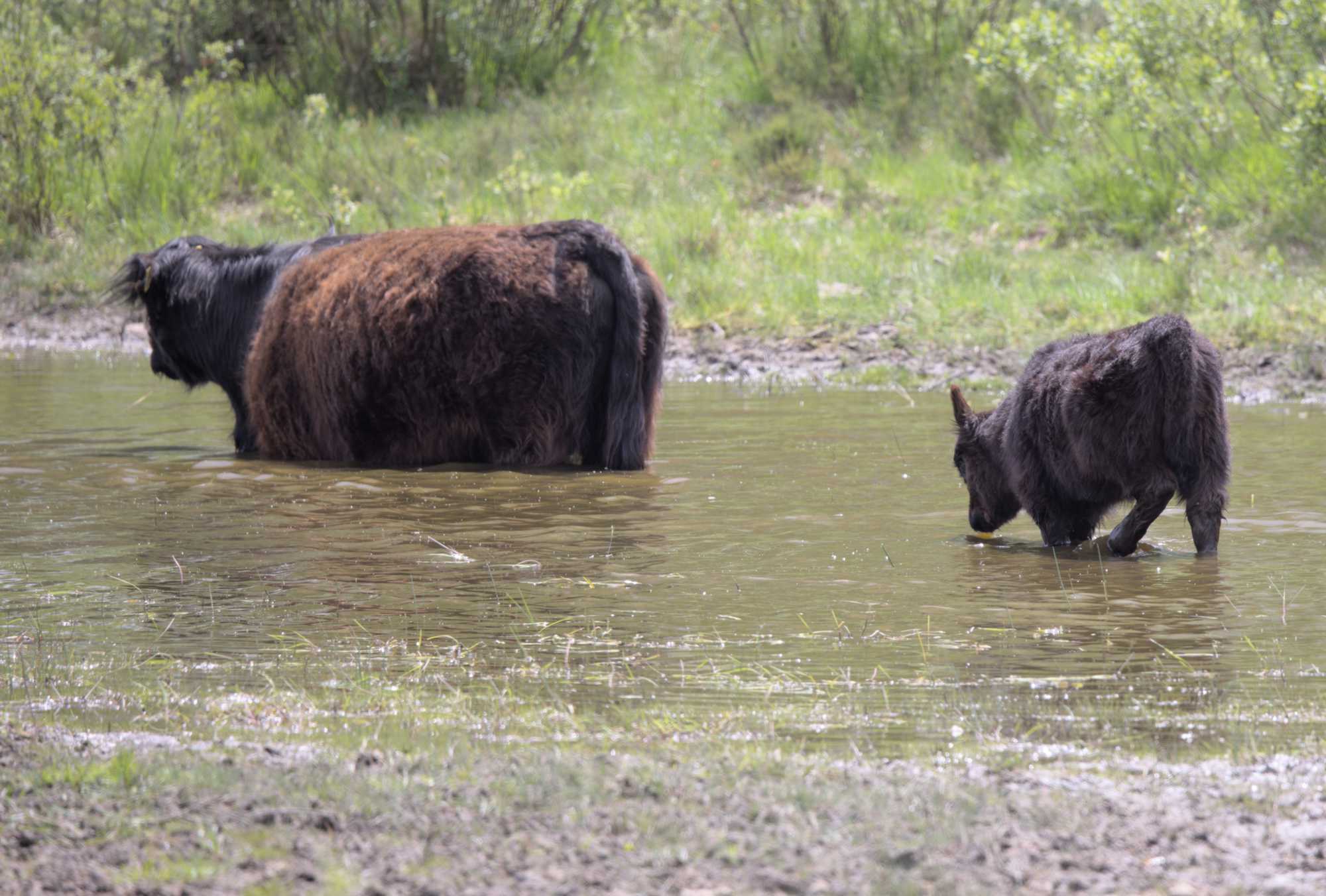 Lokation: Niederlande | Limburg | Roerdalen | Herkenbosch Kategorien: Beweidung, Datum: 26.05.2022