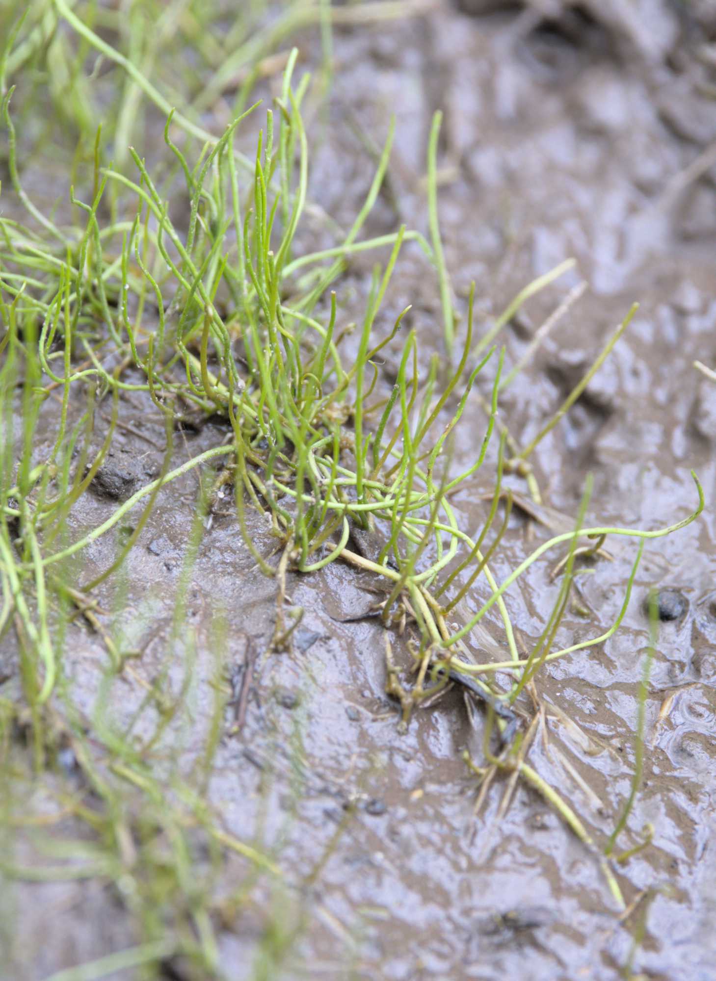 Lokation: Niederlande | Limburg | Roerdalen | Herkenbosch Kategorien: Habitus, Datum: 26.05.2022