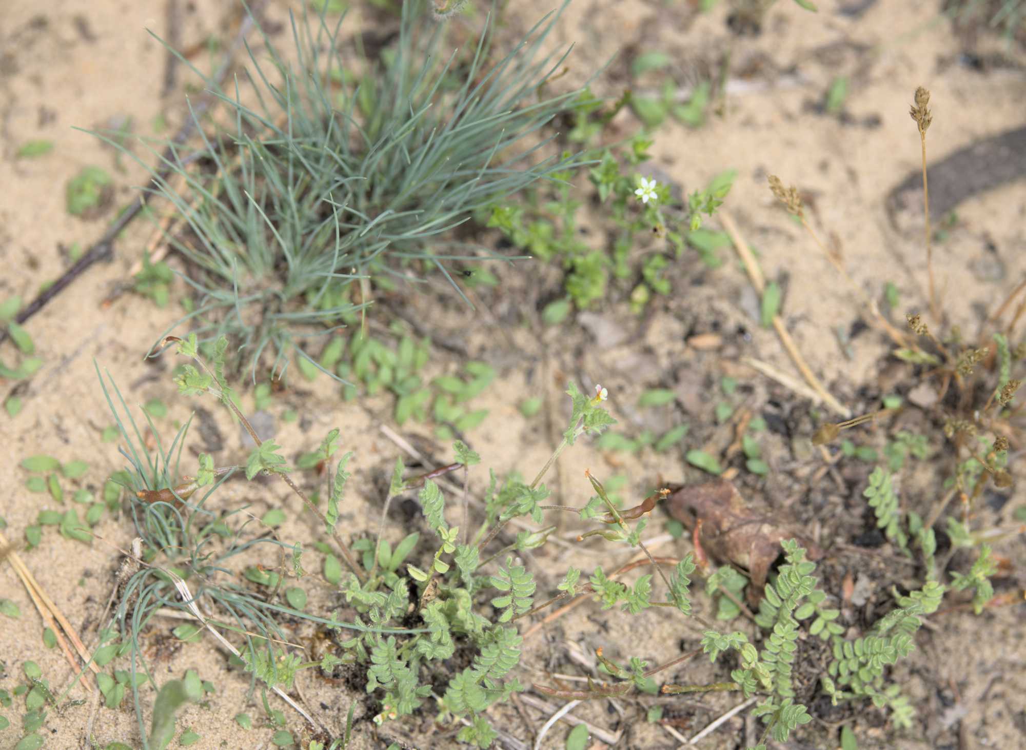 Lokation: Niederlande | Limburg | Roerdalen | Herkenbosch Kategorien: Vegetation, Datum: 26.05.2022
