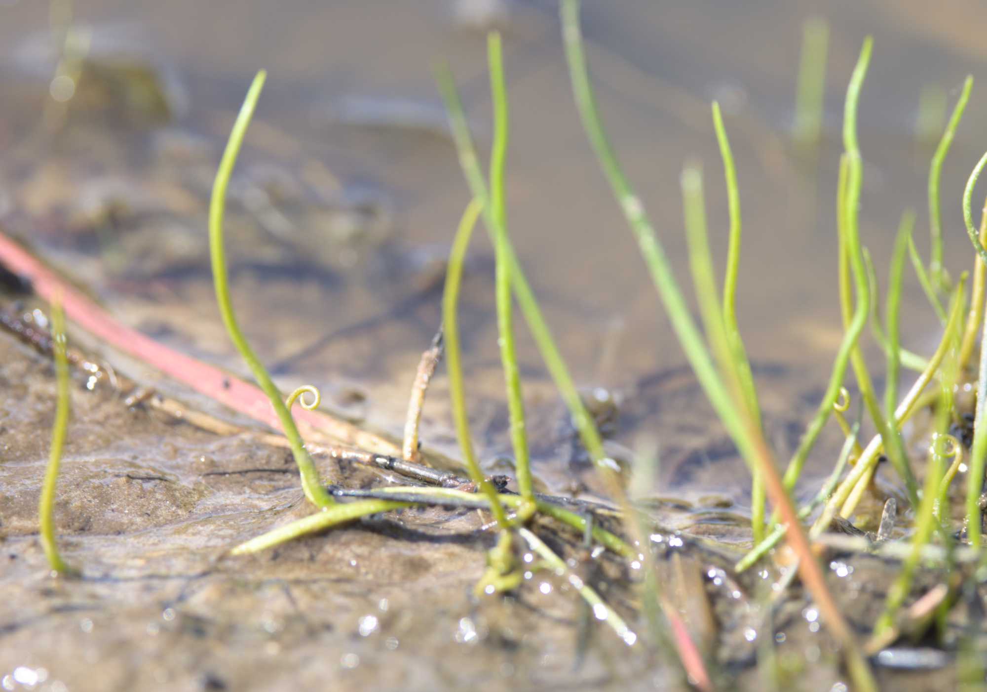 Lokation: Niederlande | Limburg | Roerdalen | Herkenbosch Kategorien: Habitus, Datum: 28.05.2022