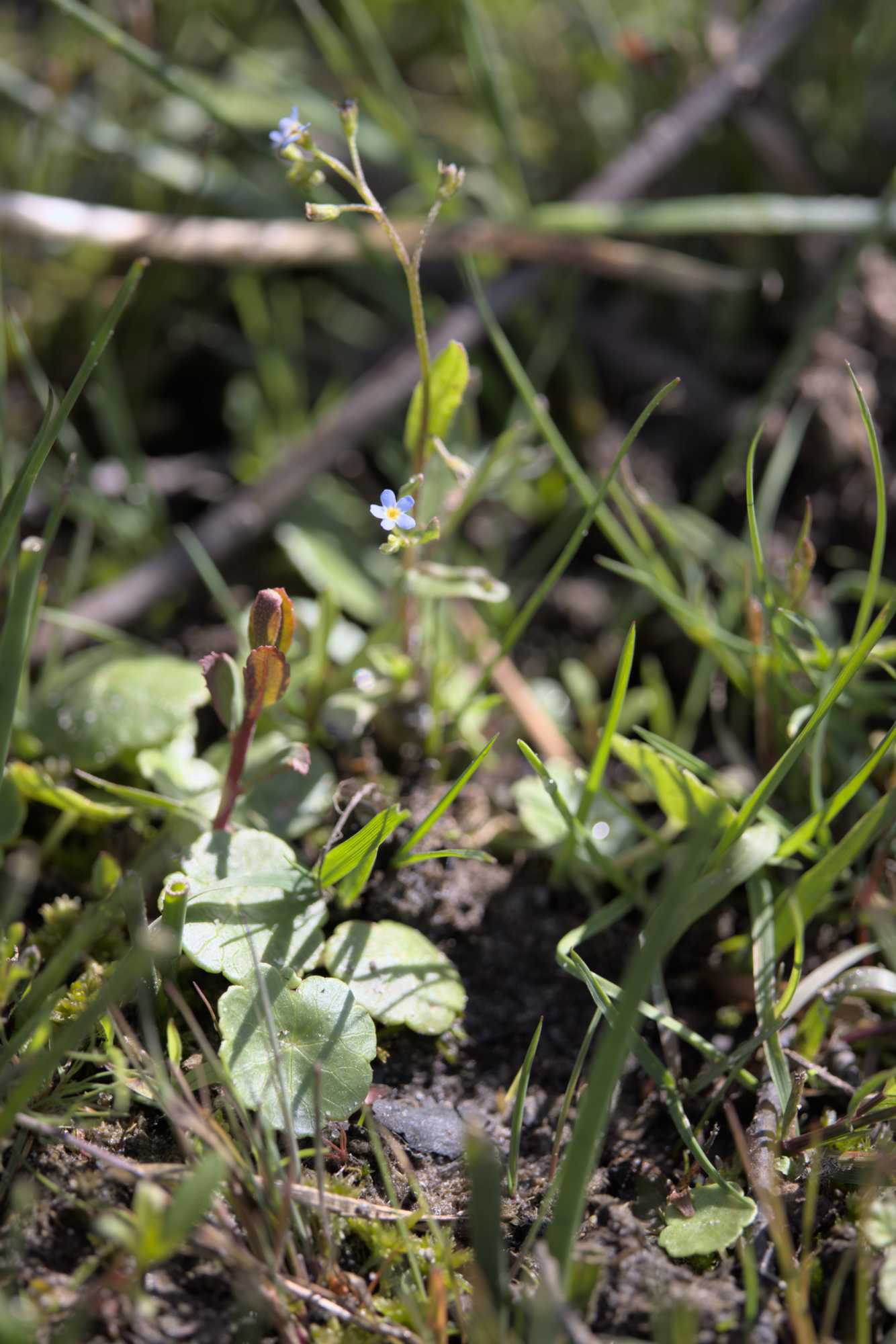 Lokation: Niederlande | Limburg | Roerdalen | Herkenbosch Kategorien: Vegetation, Datum: 28.05.2022