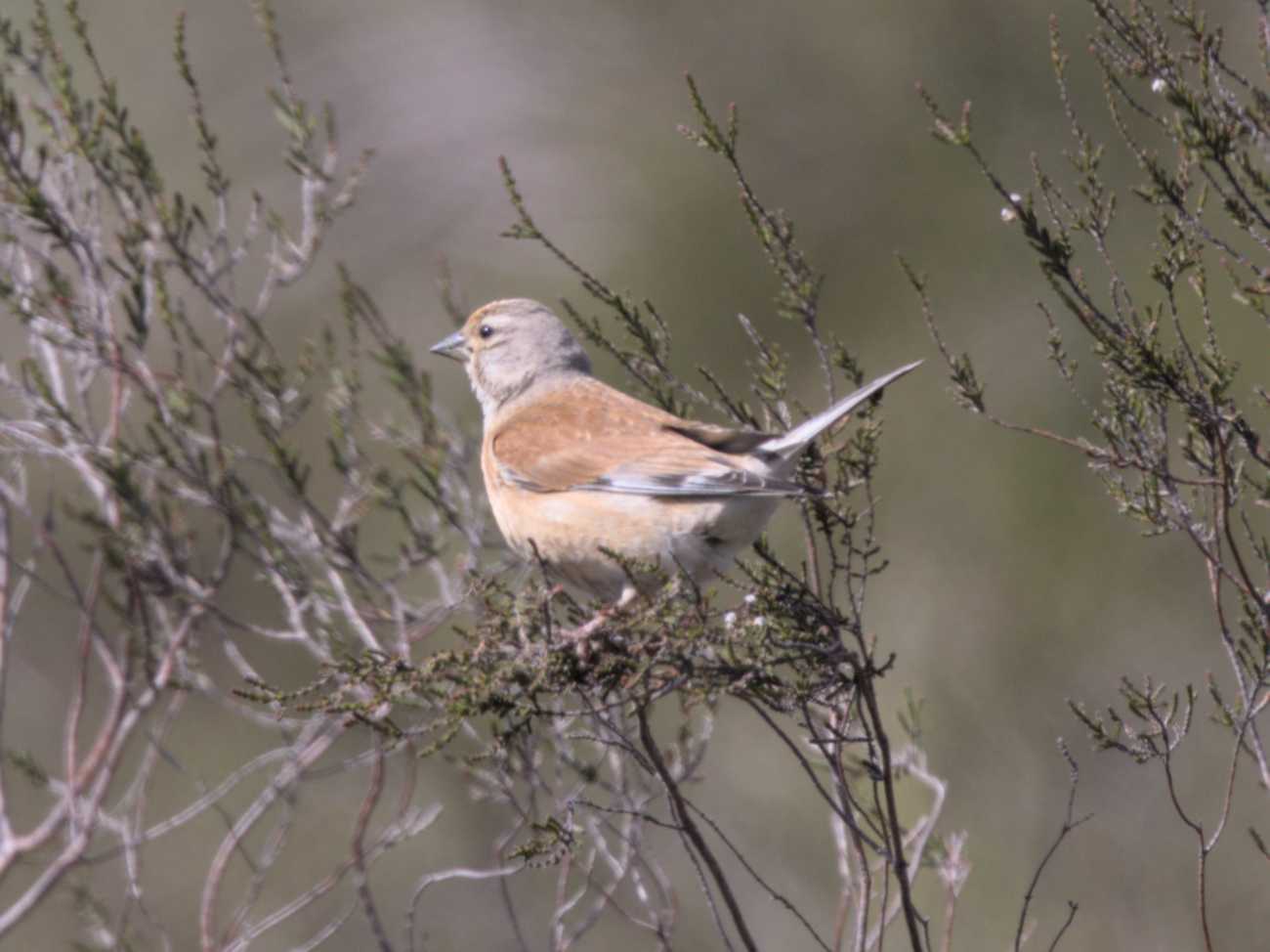 Lokation: Niederlande | Limburg | Roerdalen | Herkenbosch Kategorien: Vögel, Datum: 28.05.2022