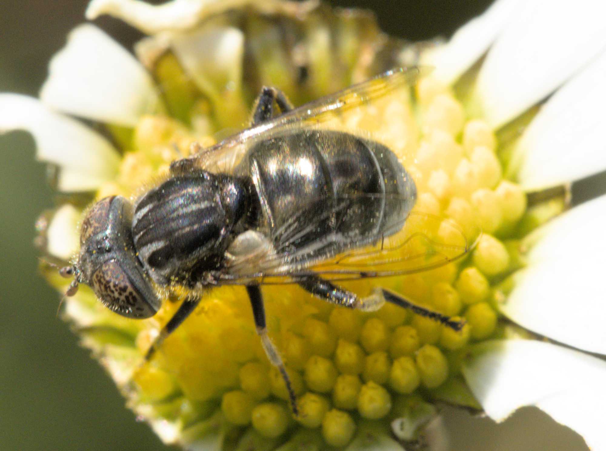 Schwarze Augenfleck-Schwebfliege (Eristalinus sepulchralis), Lokation: Deutschland | Nordrhein-Westfalen | Heinsberg | Wassenberg Kategorien: Fliegen, Familie: Halictidae (Schmal- und Furchenbienen), Familie: Syrphidae (Schwebfliegen), Datum: 04.06.2022