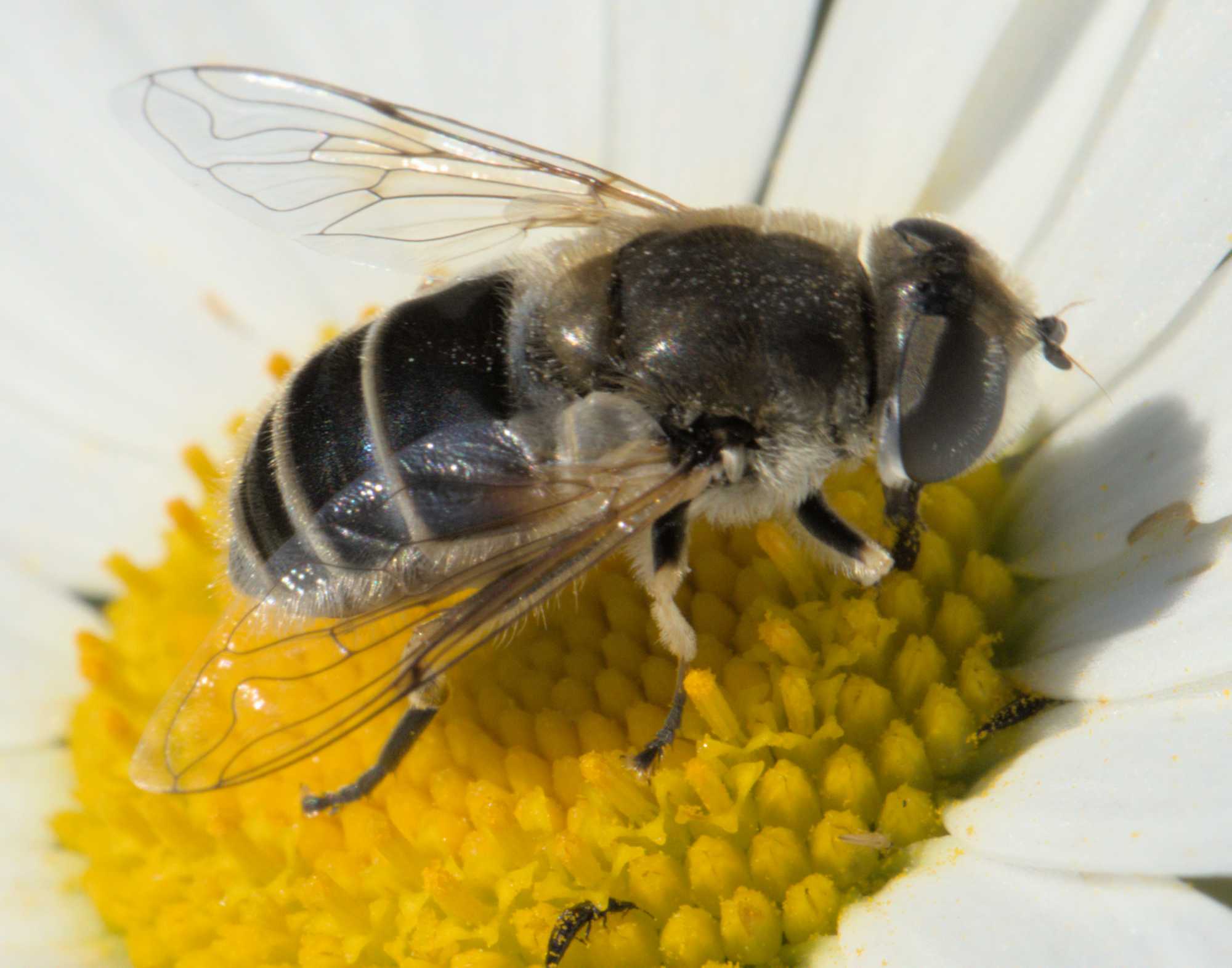 Kleine Keilfleckschwebfliege (Eristalis arbustorum), Lokation: Deutschland | Nordrhein-Westfalen | Heinsberg | Wassenberg Kategorien: Fliegen, Familie: Syrphidae (Schwebfliegen), Datum: 04.06.2022