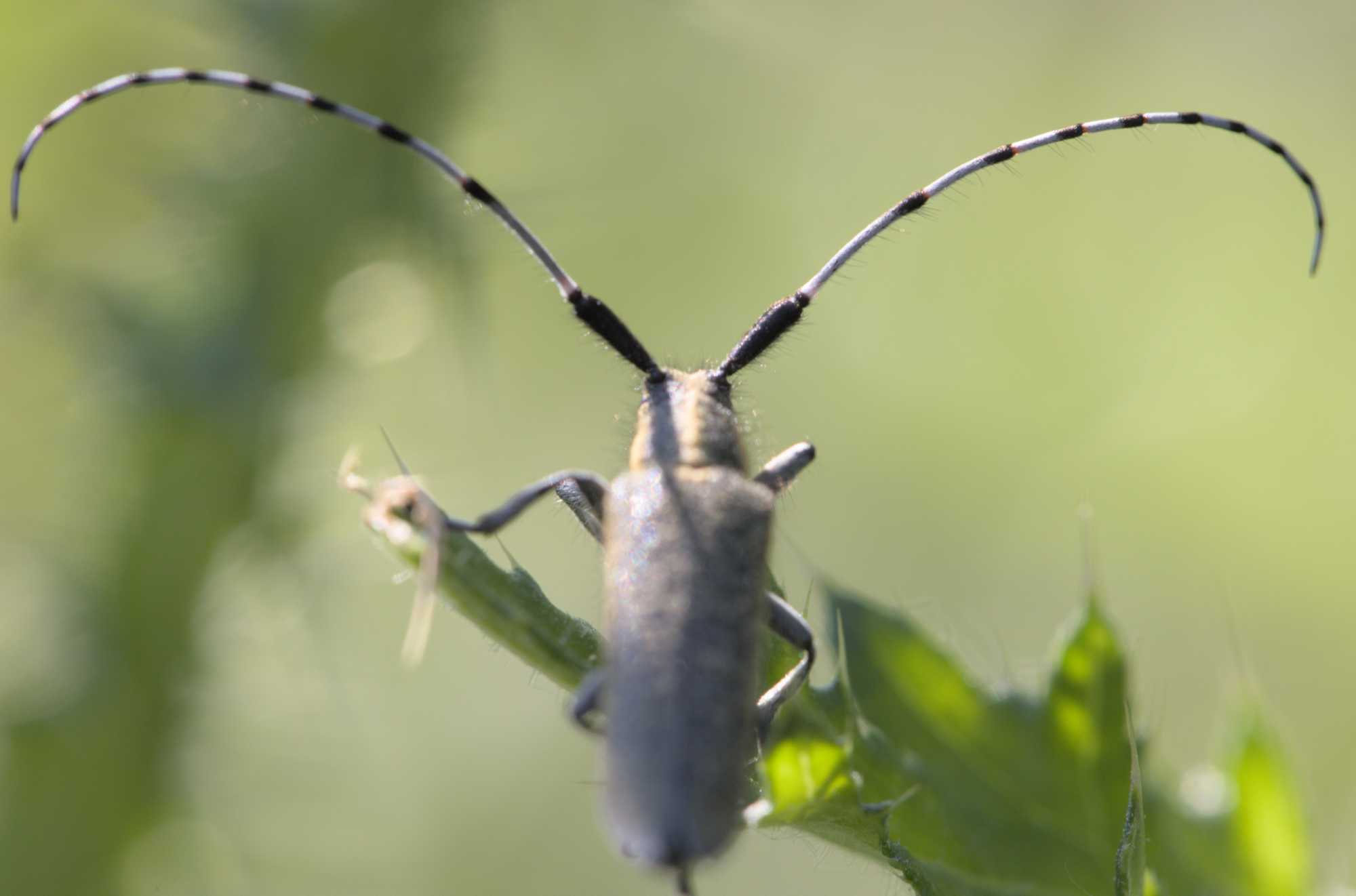 Scheckhorn-Distelbock (Agapanthia villosoviridescens), Lokation: Deutschland | Nordrhein-Westfalen | Heinsberg | Wassenberg Kategorien: Käfer, Familie: Cerambycidae (Bockkäfer), Datum: 04.06.2022