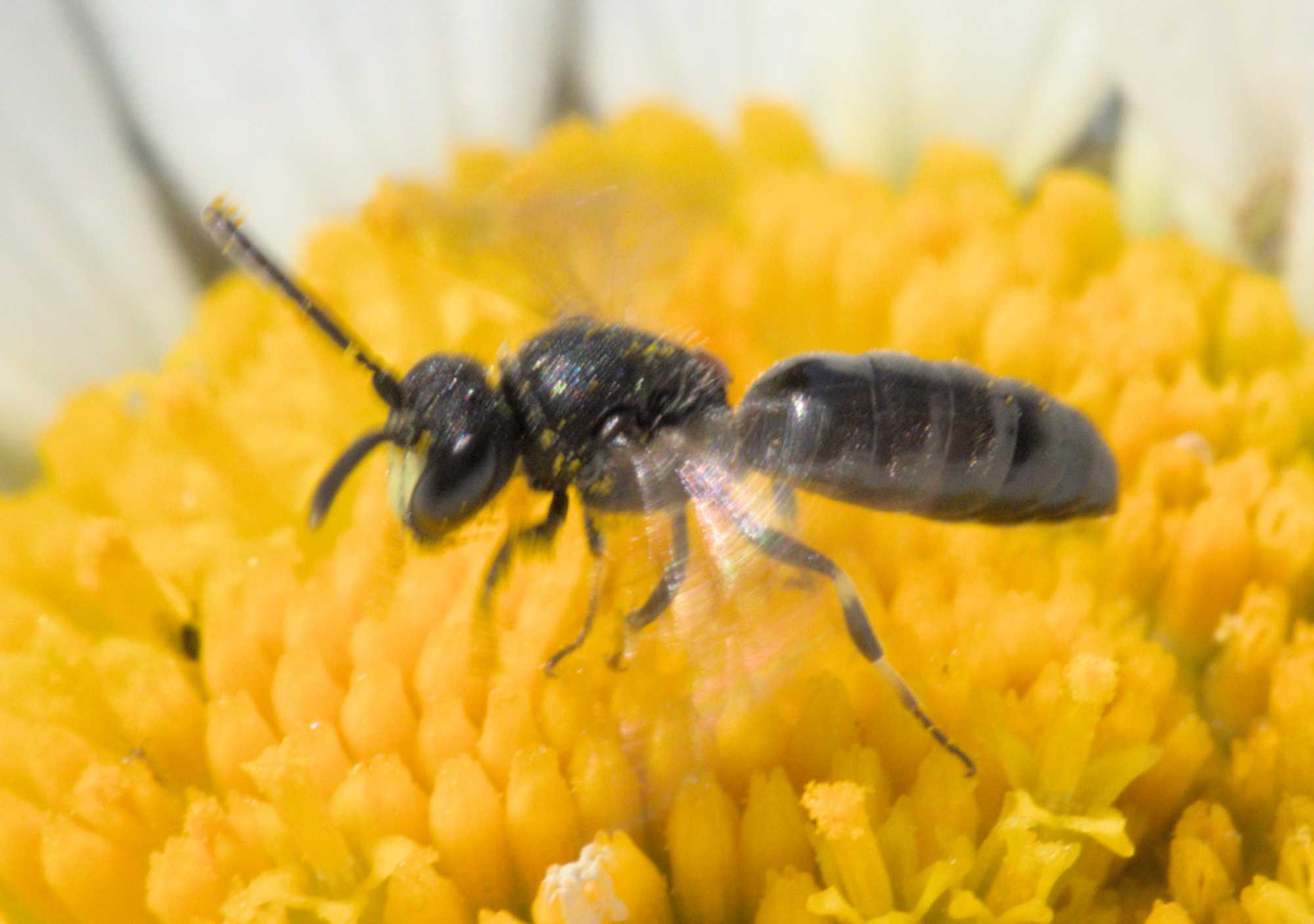 Maskenbiene unbest. (Hylaeus spec.), Lokation: Deutschland | Nordrhein-Westfalen | Heinsberg | Wassenberg Kategorien: Bienen, Familie: Colletidae (Kropfbienen), Datum: 04.06.2022