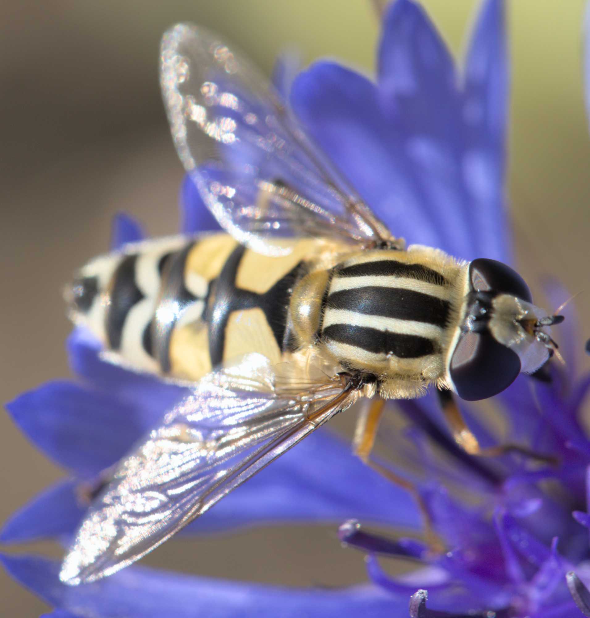 Große Sumpfschwebfliege (Helophilus trivittatus), Lokation: Deutschland | Nordrhein-Westfalen | Heinsberg | Erkelenz Kategorien: Fliegen, Familie: Syrphidae (Schwebfliegen), Datum: 06.06.2022