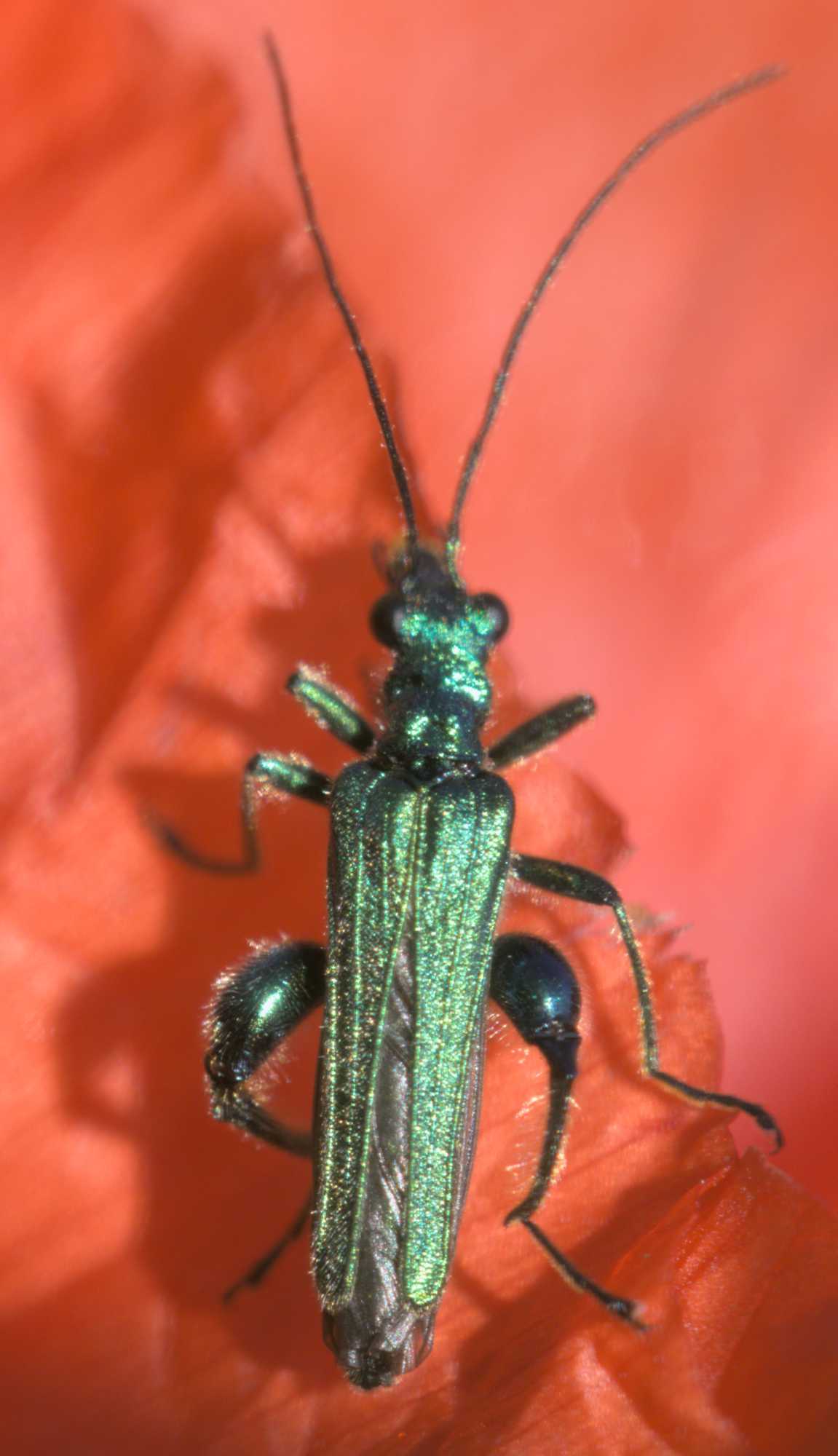 Grüner Scheinbockkäfer (Oedemera nobilis), Lokation: Deutschland | Nordrhein-Westfalen | Heinsberg | Erkelenz Kategorien: Käfer, Familie: Oedemeridae (Engdeckenkäfer), Datum: 06.06.2022
