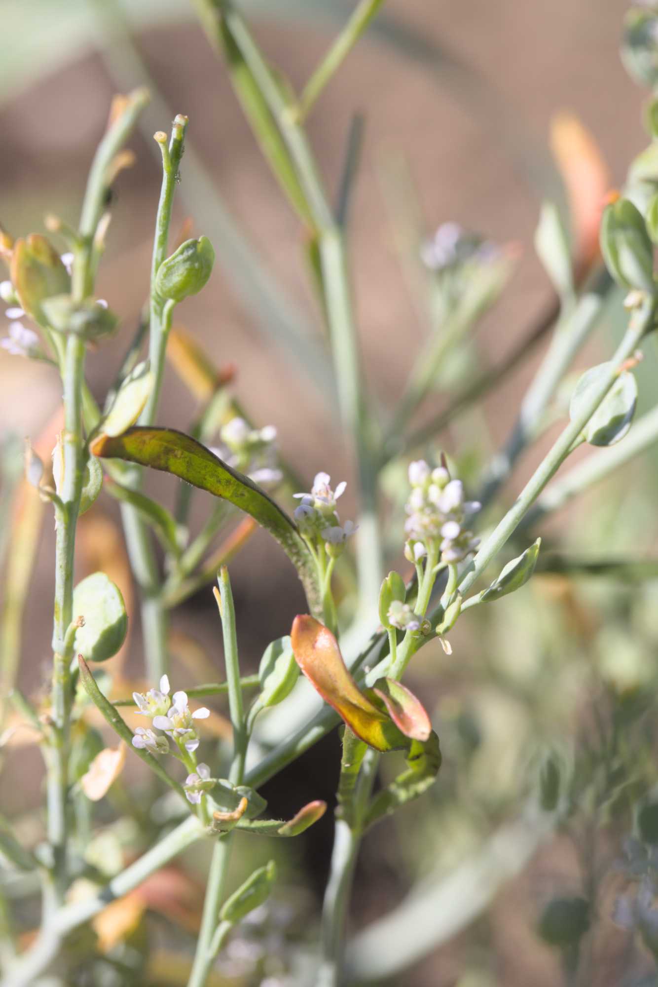 Lokation: Deutschland | Nordrhein-Westfalen | Heinsberg | Erkelenz Kategorien: Habitus, Datum: 06.06.2022