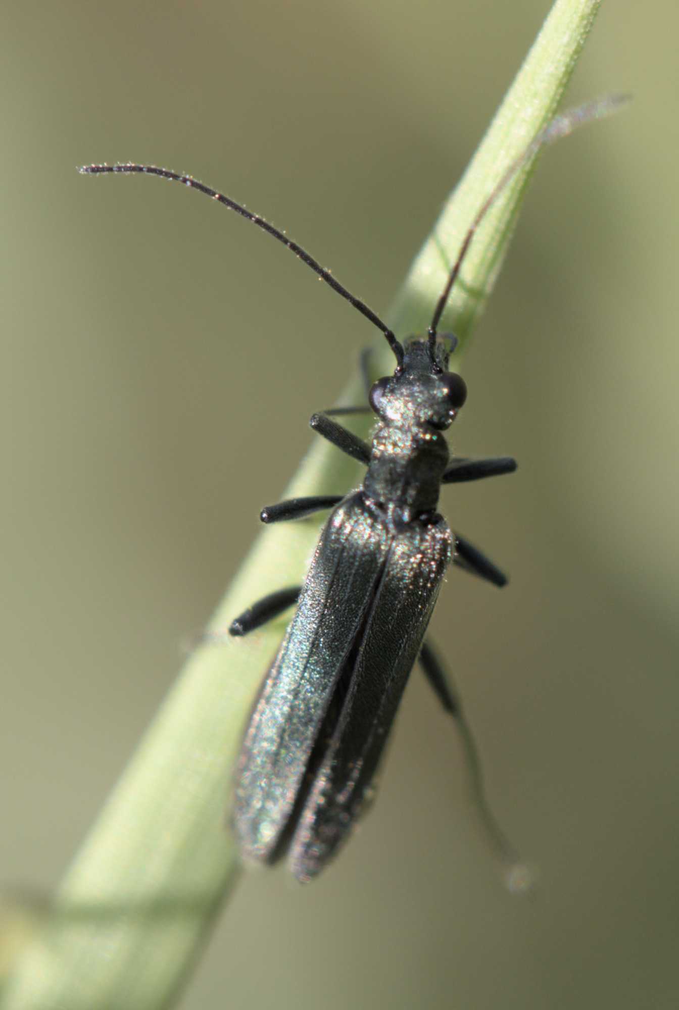 Oedemera lurida/virescens (Oedemera lurida/virescens), Lokation: Deutschland | Nordrhein-Westfalen | Heinsberg | Erkelenz Kategorien: Käfer, Familie: Oedemeridae (Engdeckenkäfer), Datum: 06.06.2022
