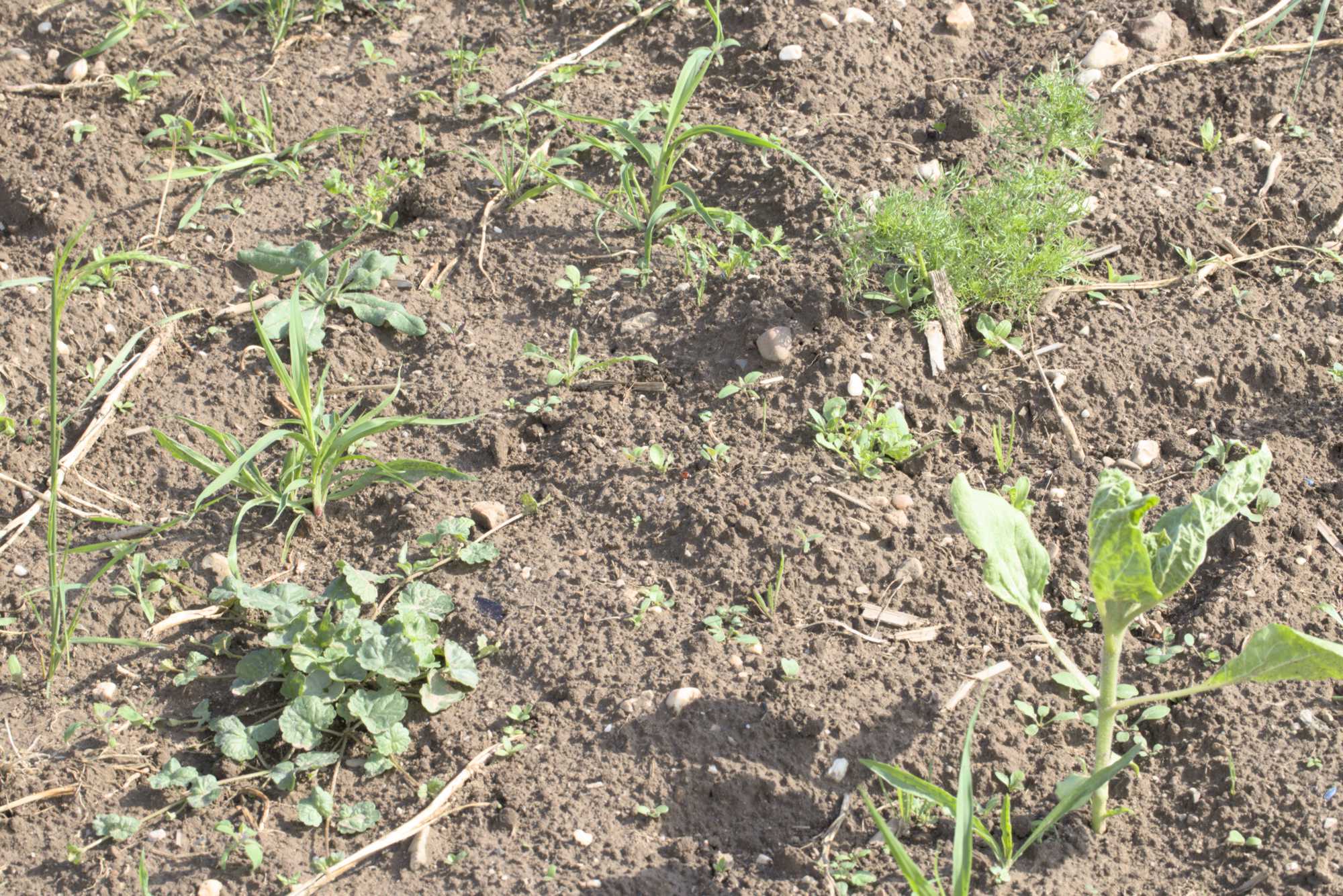 Lokation: Deutschland | Nordrhein-Westfalen | Heinsberg | Erkelenz Kategorien: Blühfeld, Datum: 06.06.2022