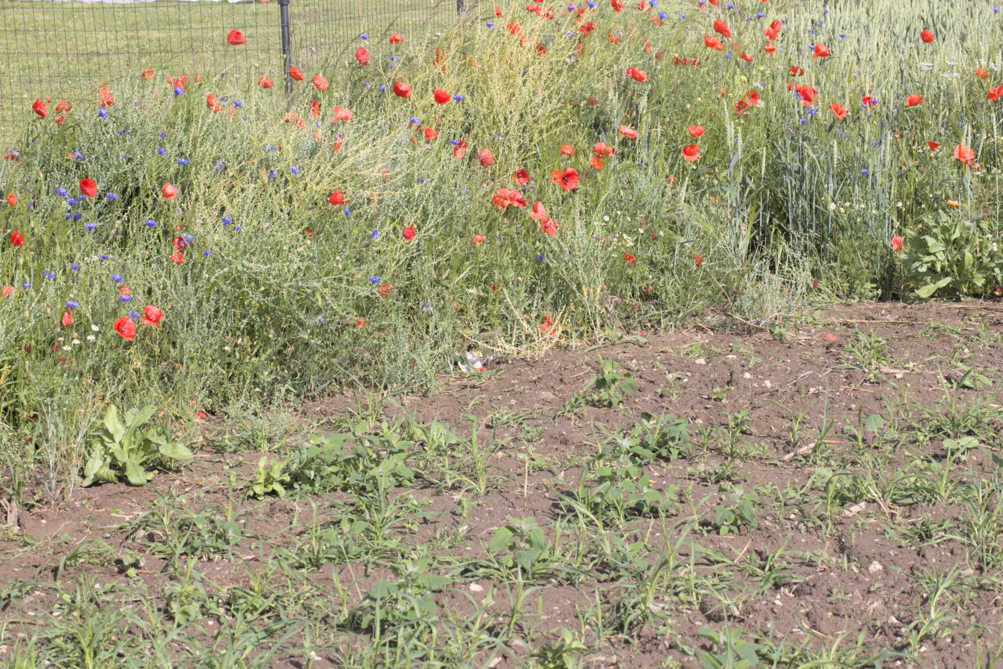 Lokation: Deutschland | Nordrhein-Westfalen | Heinsberg | Erkelenz Kategorien: Blühfeld, Datum: 06.06.2022