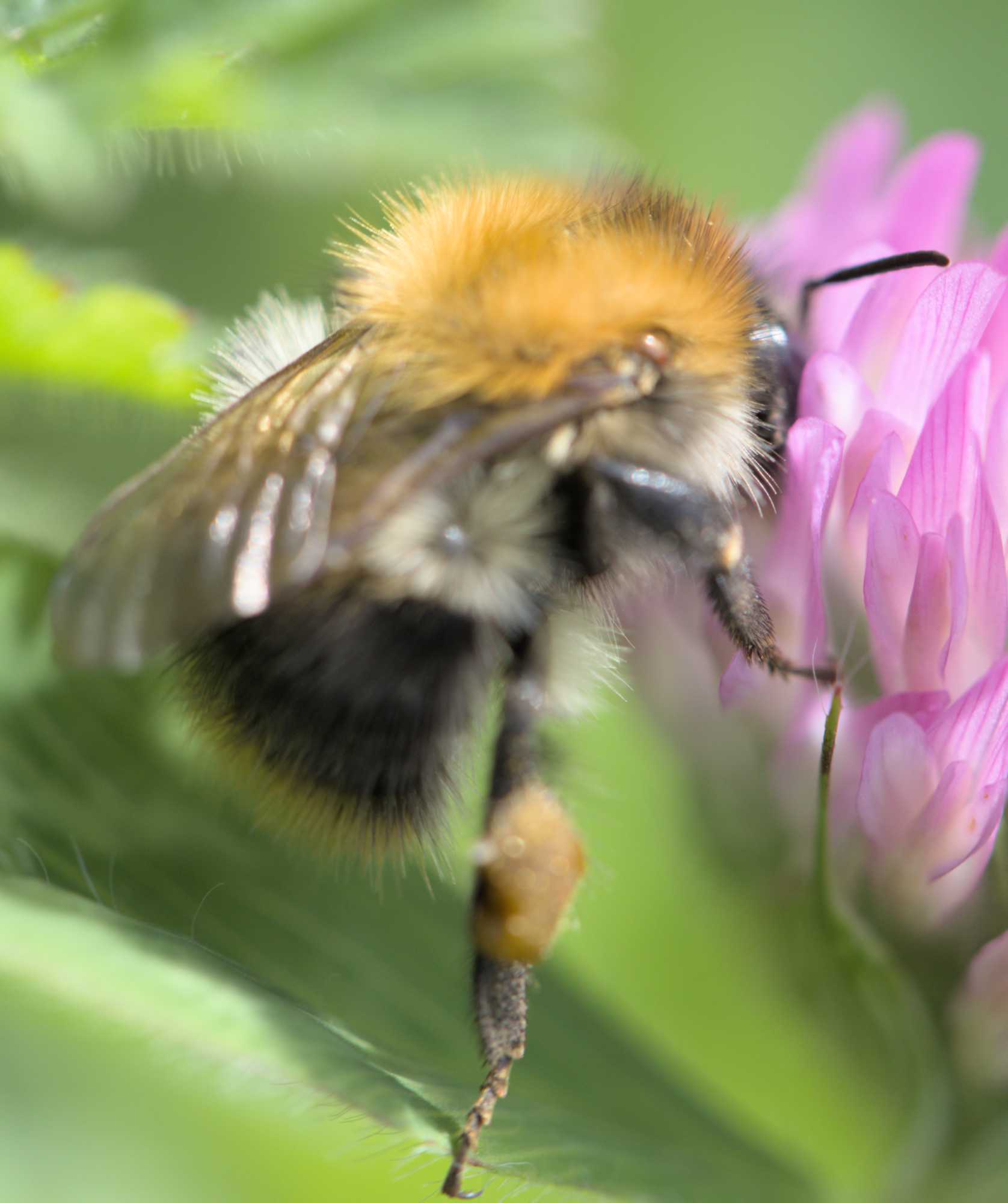 Lokation: Deutschland | Nordrhein-Westfalen | Heinsberg | Erkelenz Kategorien: Bienen, Datum: 06.06.2022