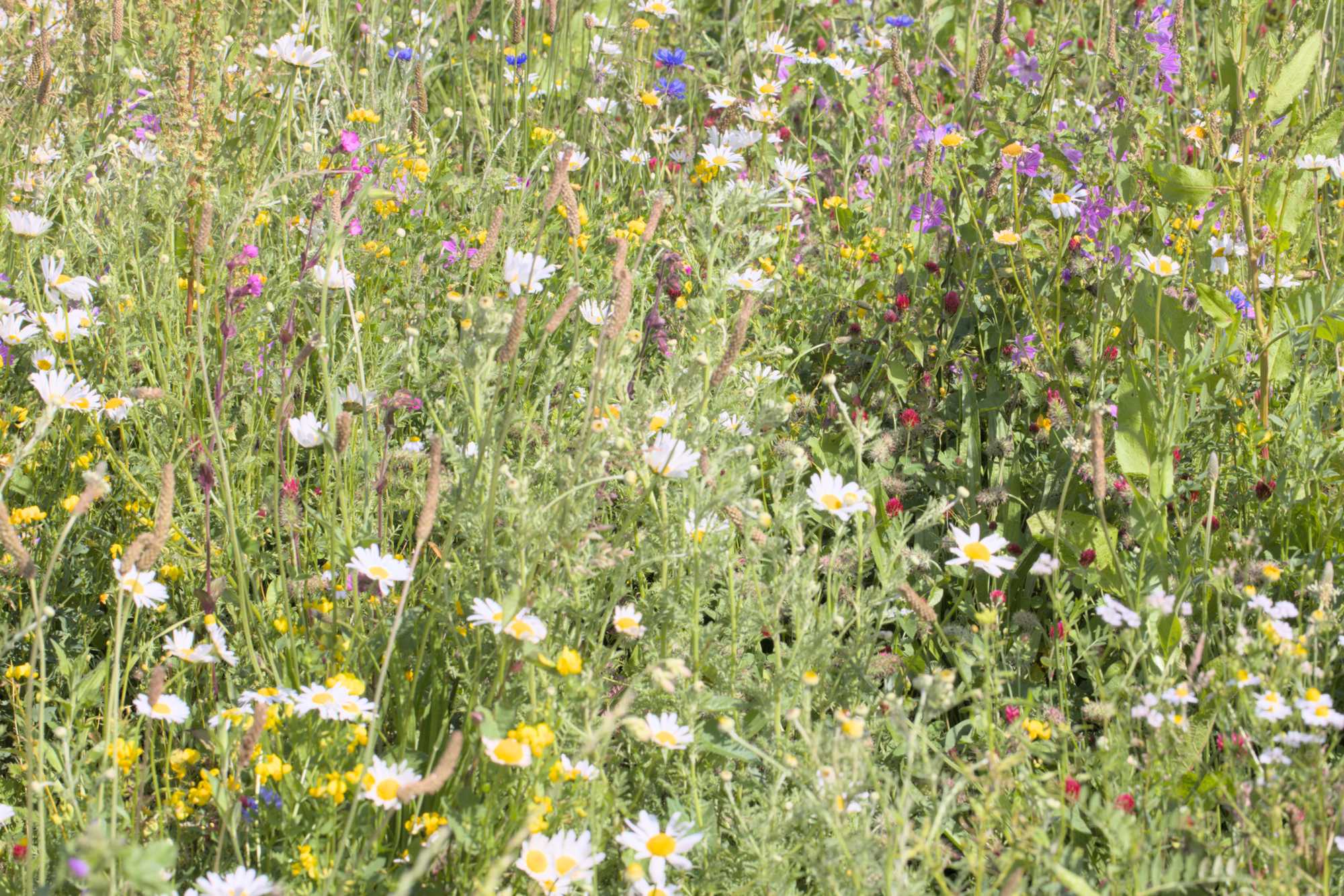 Lokation: Deutschland | Nordrhein-Westfalen | Heinsberg | Erkelenz Kategorien: Blühfeld, Datum: 06.06.2022