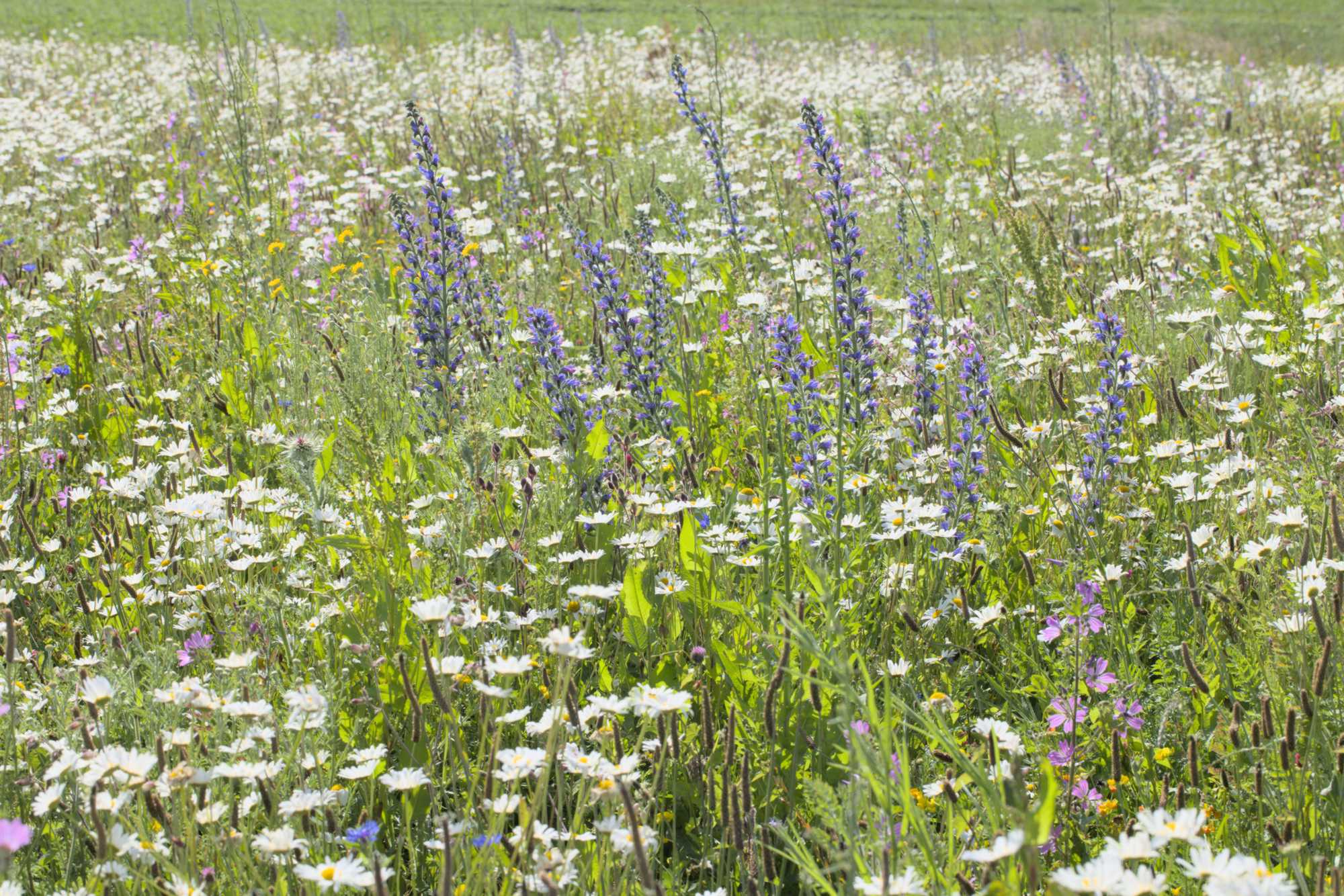 Lokation: Deutschland | Nordrhein-Westfalen | Heinsberg | Erkelenz Kategorien: Blühfeld, Datum: 06.06.2022