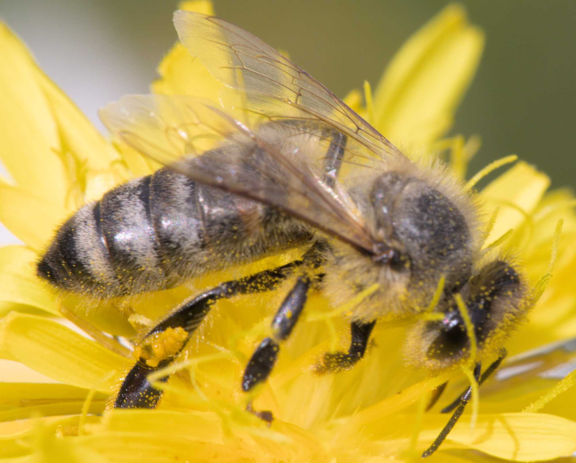 Lokation: Deutschland | Nordrhein-Westfalen | Heinsberg | Erkelenz Kategorien: Bienen, Datum: 06.06.2022