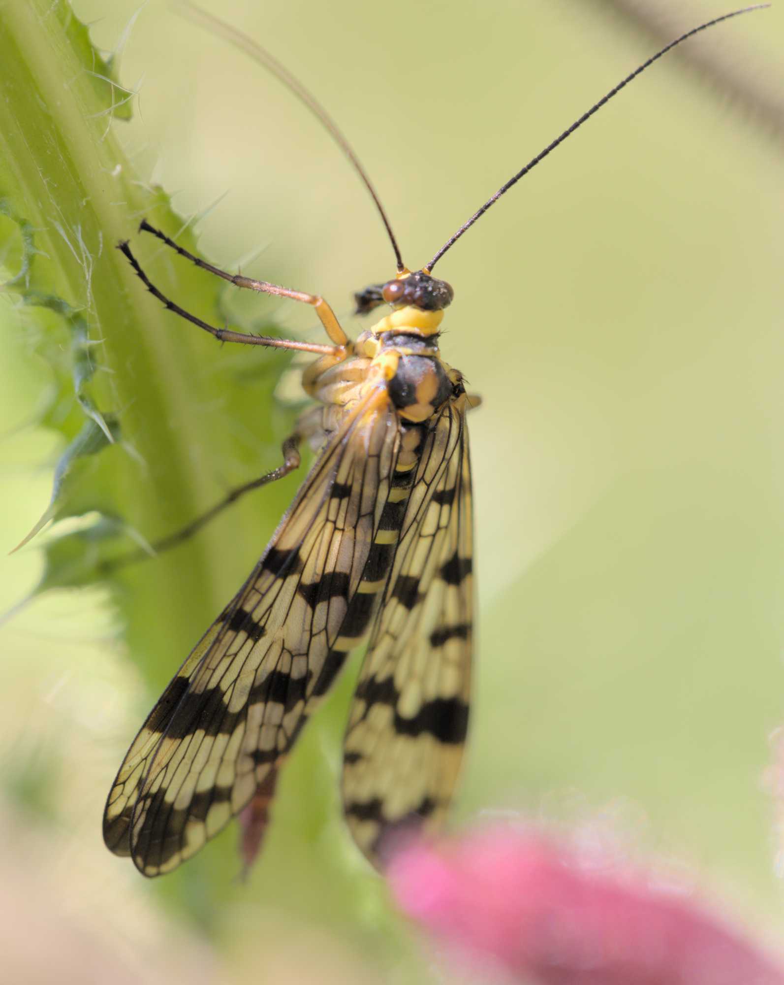 Gemeine Großpunkt-Skorpionsfliege (Panorpa vulgaris), Lokation: Deutschland | Nordrhein-Westfalen | Heinsberg | Wassenberg Kategorien: Insekten, Familie: Panorpidae (Skorpionsfliegen), Datum: 16.06.2022
