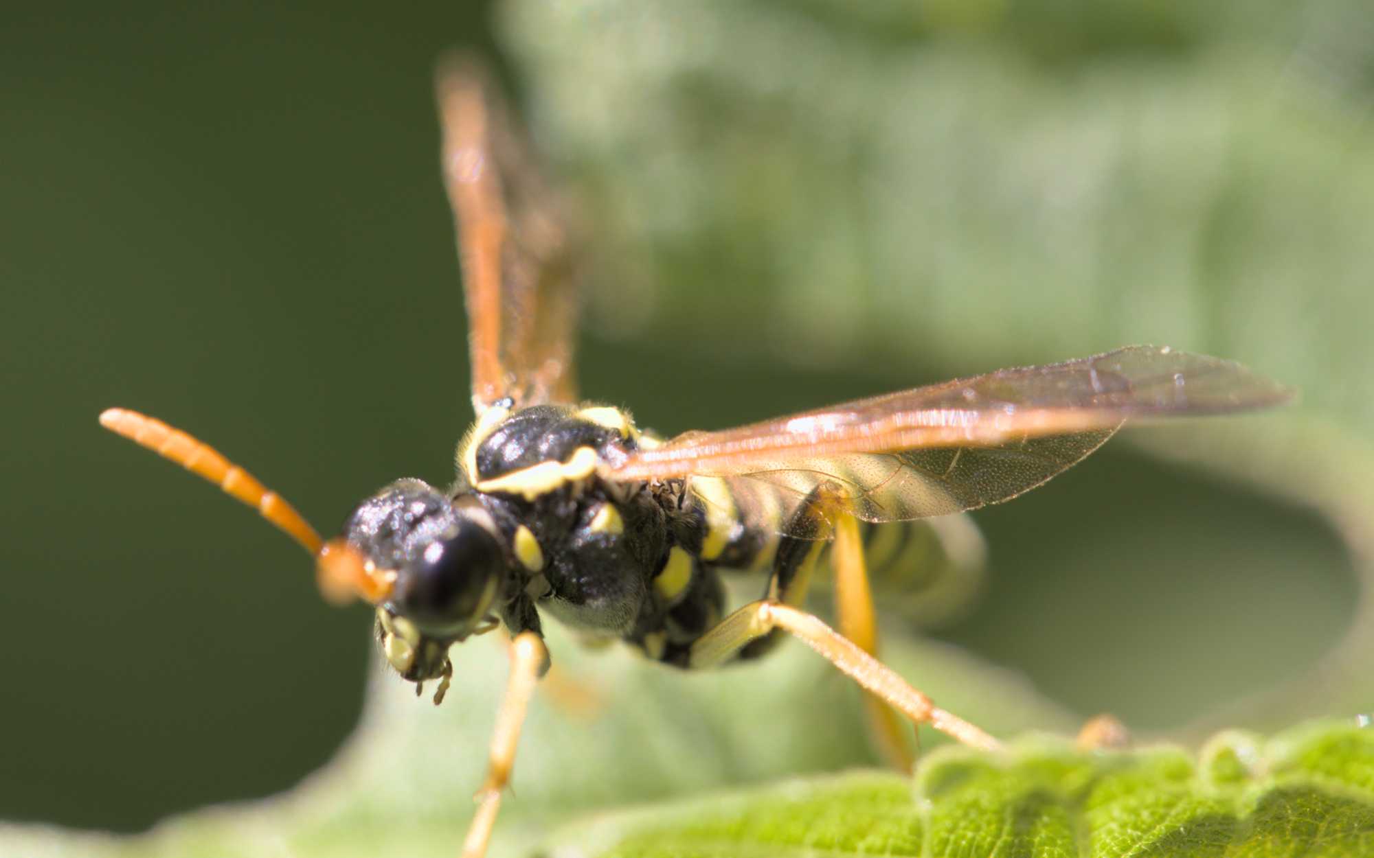 Braunwurz-Blattwespe (Tenthredo scrophulariae), Lokation: Deutschland | Nordrhein-Westfalen | Heinsberg | Wassenberg Kategorien: Insekten, Familie: Tenthredinidae (Echte Blatwespen), Datum: 16.06.2022