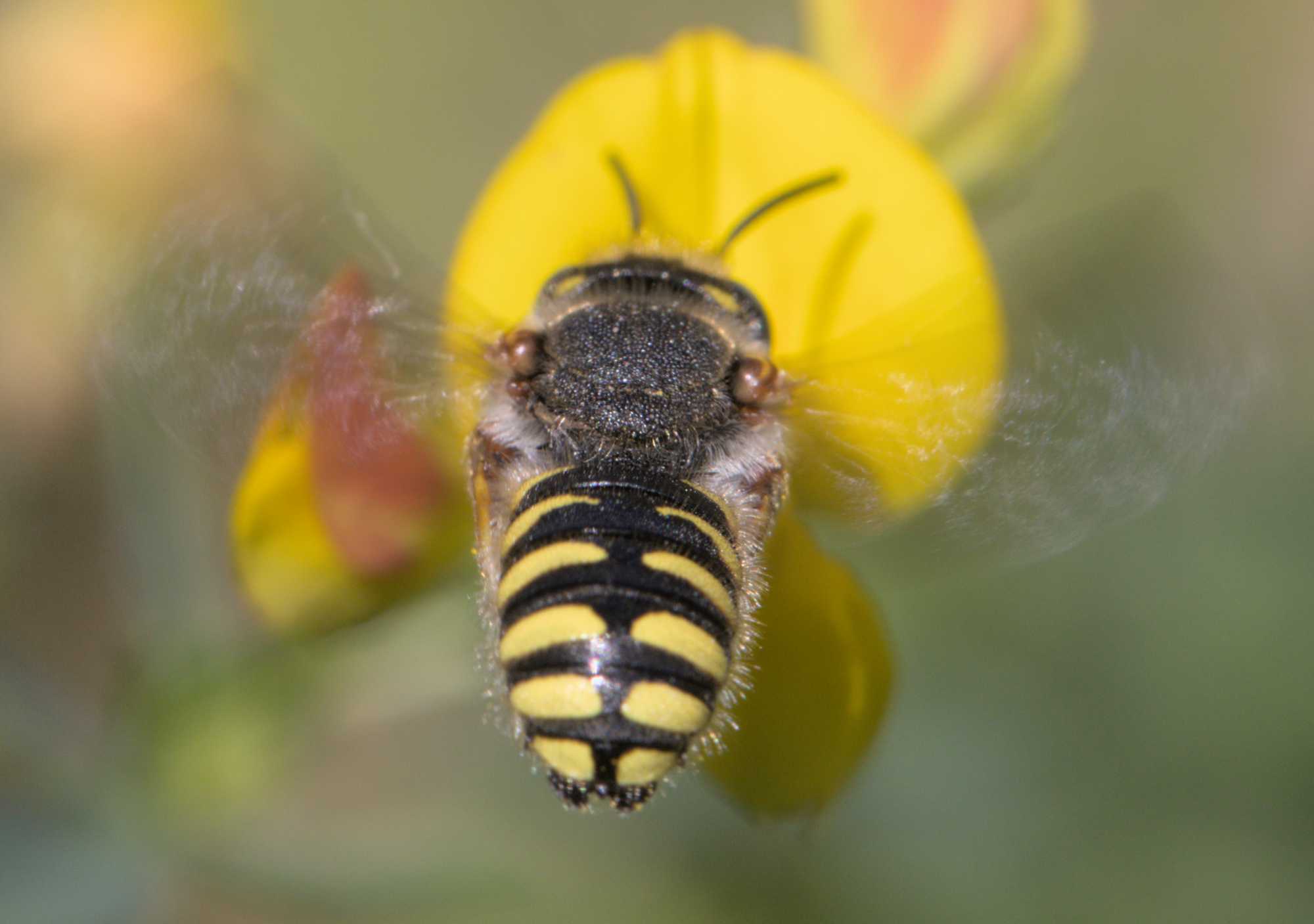 Spalten-Wollbiene (Anthidium oblongatum), Lokation: Deutschland | Nordrhein-Westfalen | Heinsberg | Wassenberg Kategorien: Bienen, Familie: Megachilidae (Bauchsammlerbienen), Datum: 16.06.2022