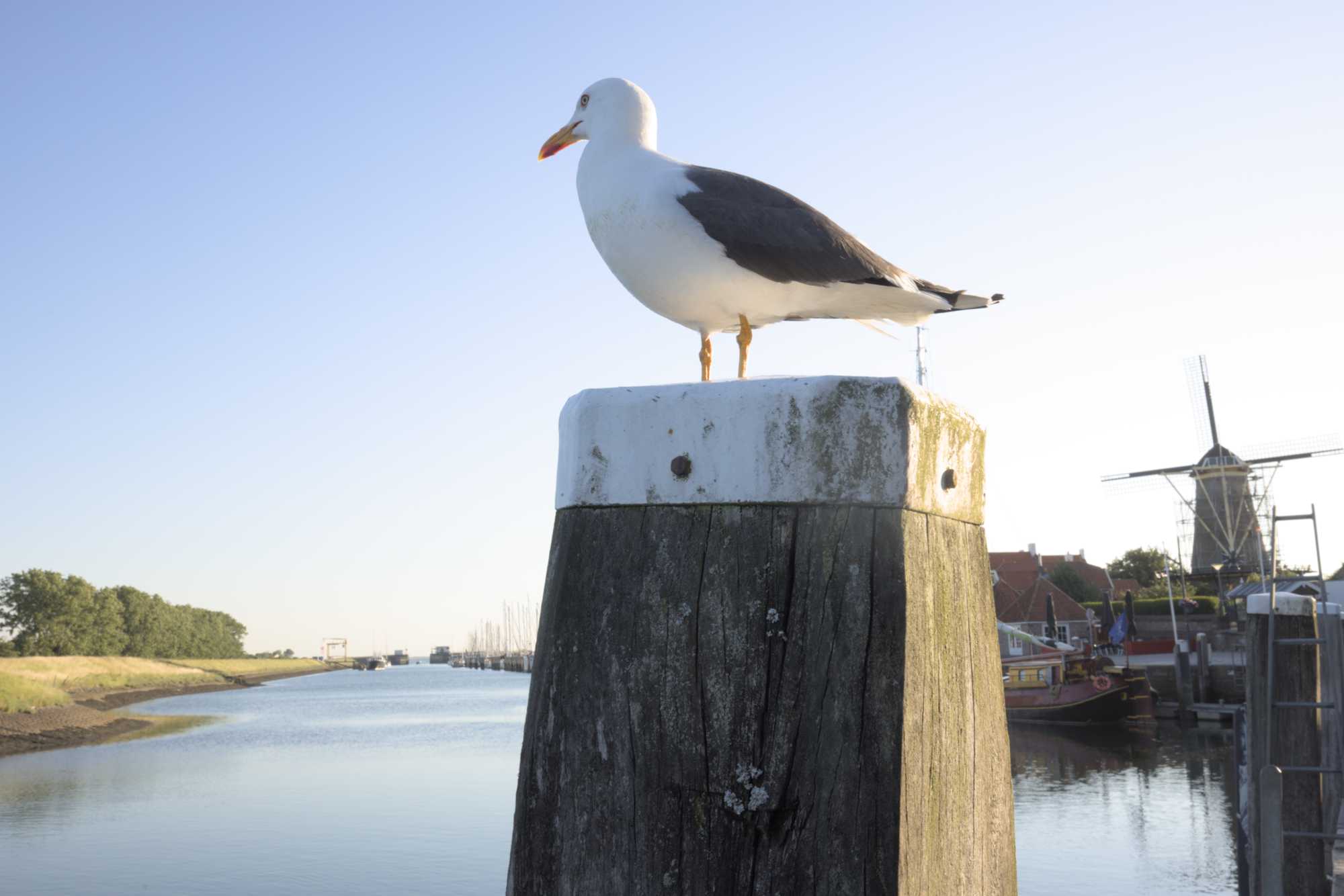 Lokation: Niederlande | Zeeland | Schouwen-Duiveland | Zierikzee Kategorien: Hafen, Datum: 22.06.2022