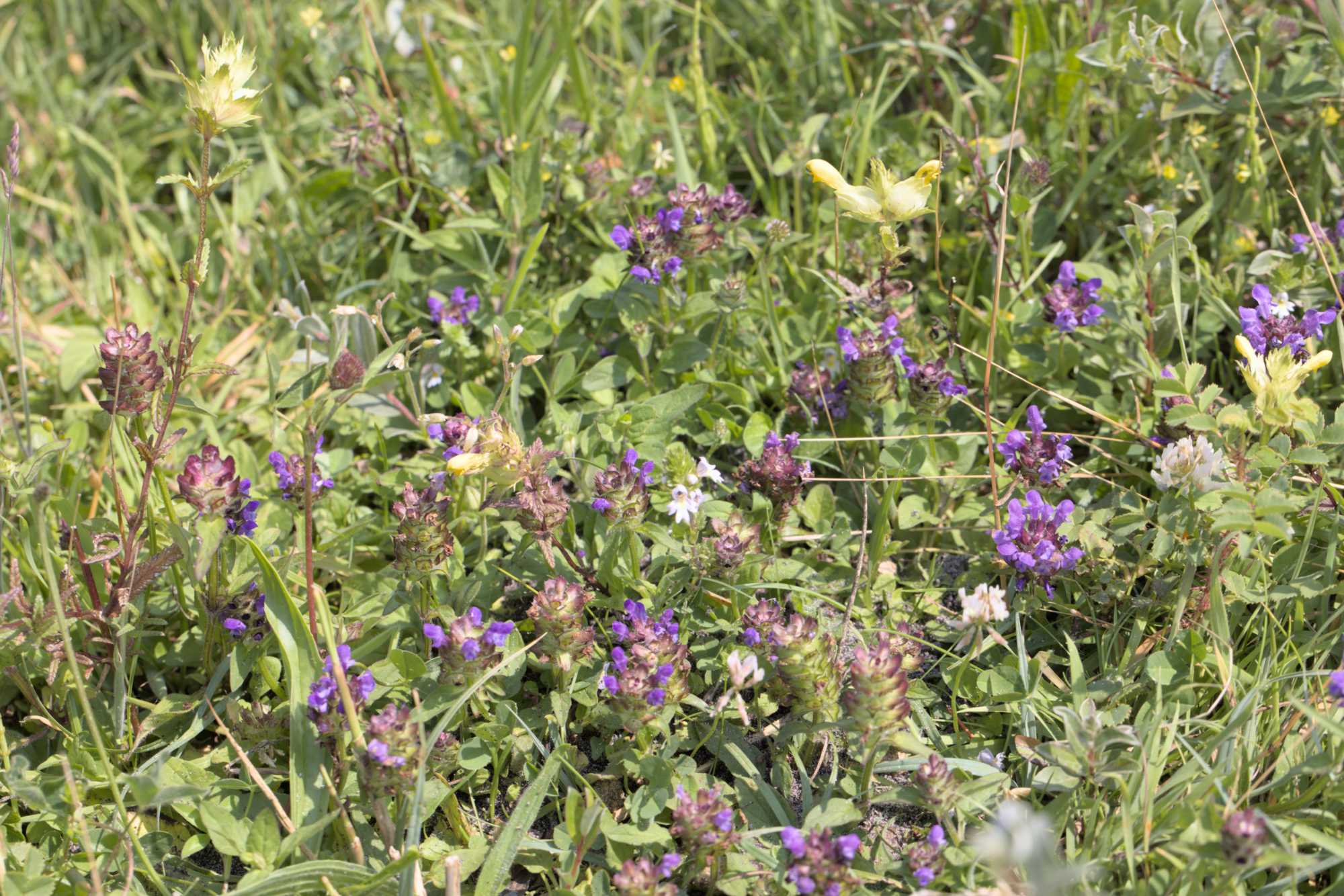 Lokation: Niederlande | Zeeland | Schouwen-Duiveland | Serooskerke Kategorien: Vegetation, Datum: 23.06.2022